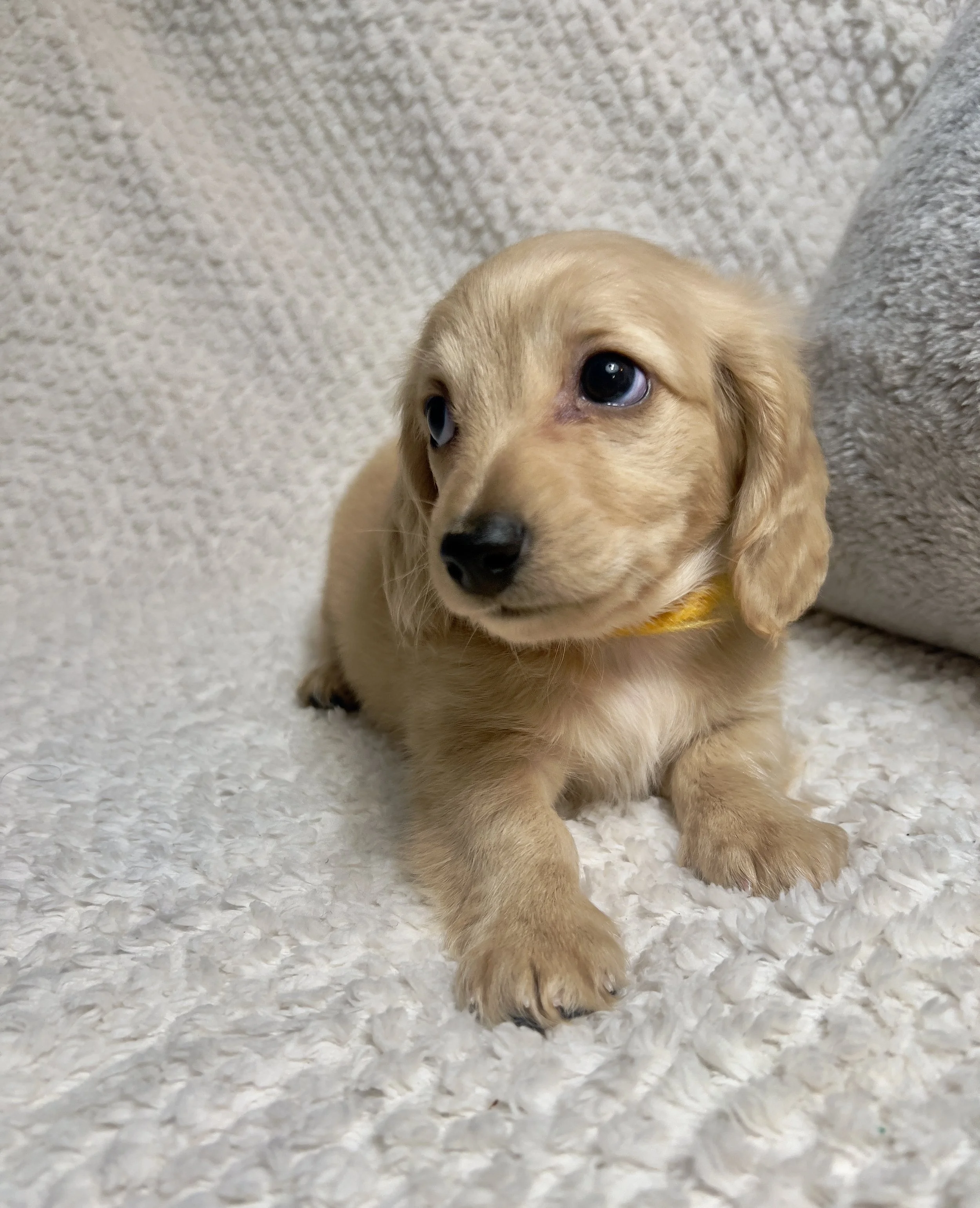 Sparkler aka Cannoli (RESERVED, longhaired boy)
