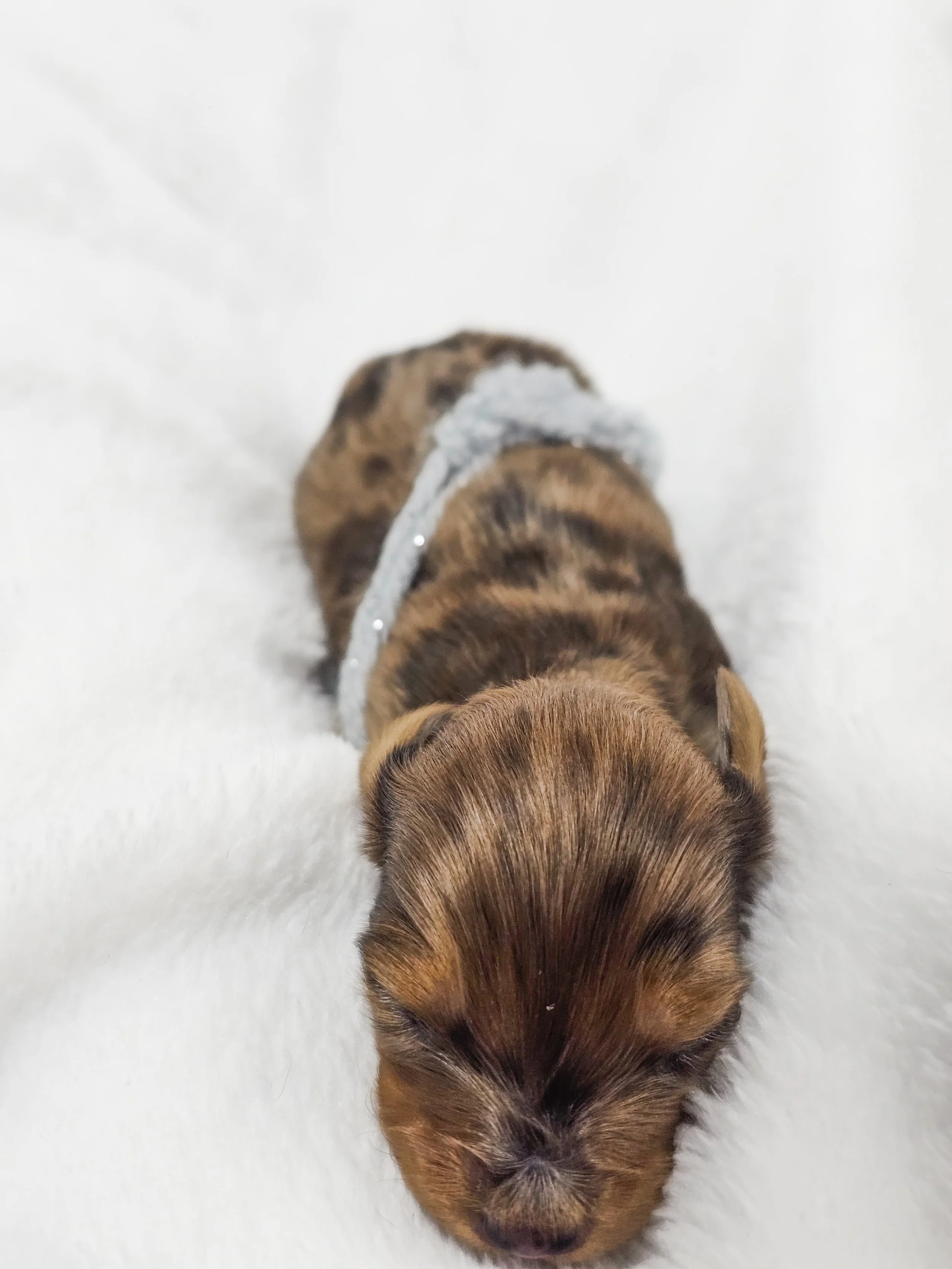 Orchid (RESERVED, longhaired girl)