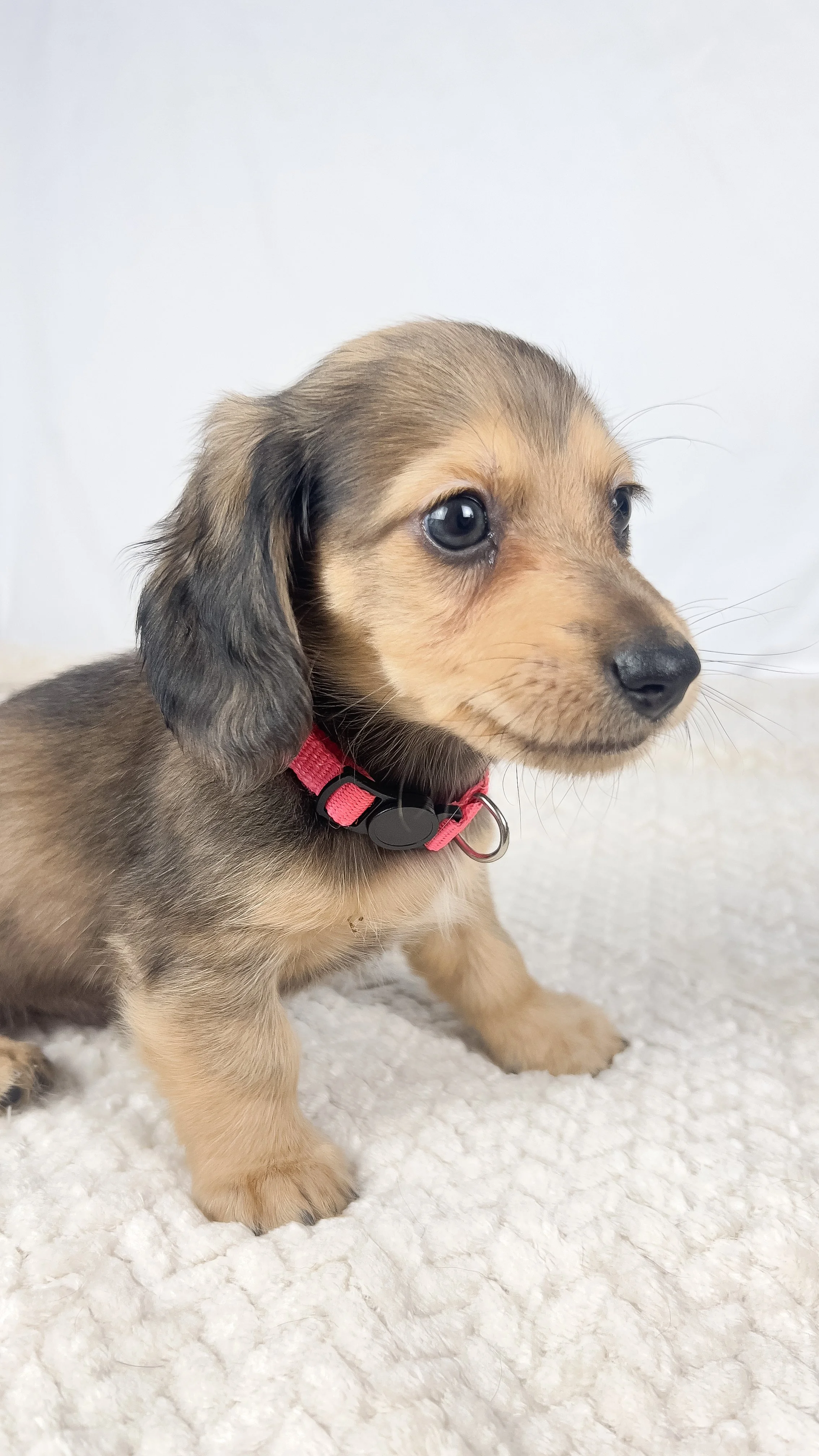 Cherry (RESERVED, longhaired boy)
