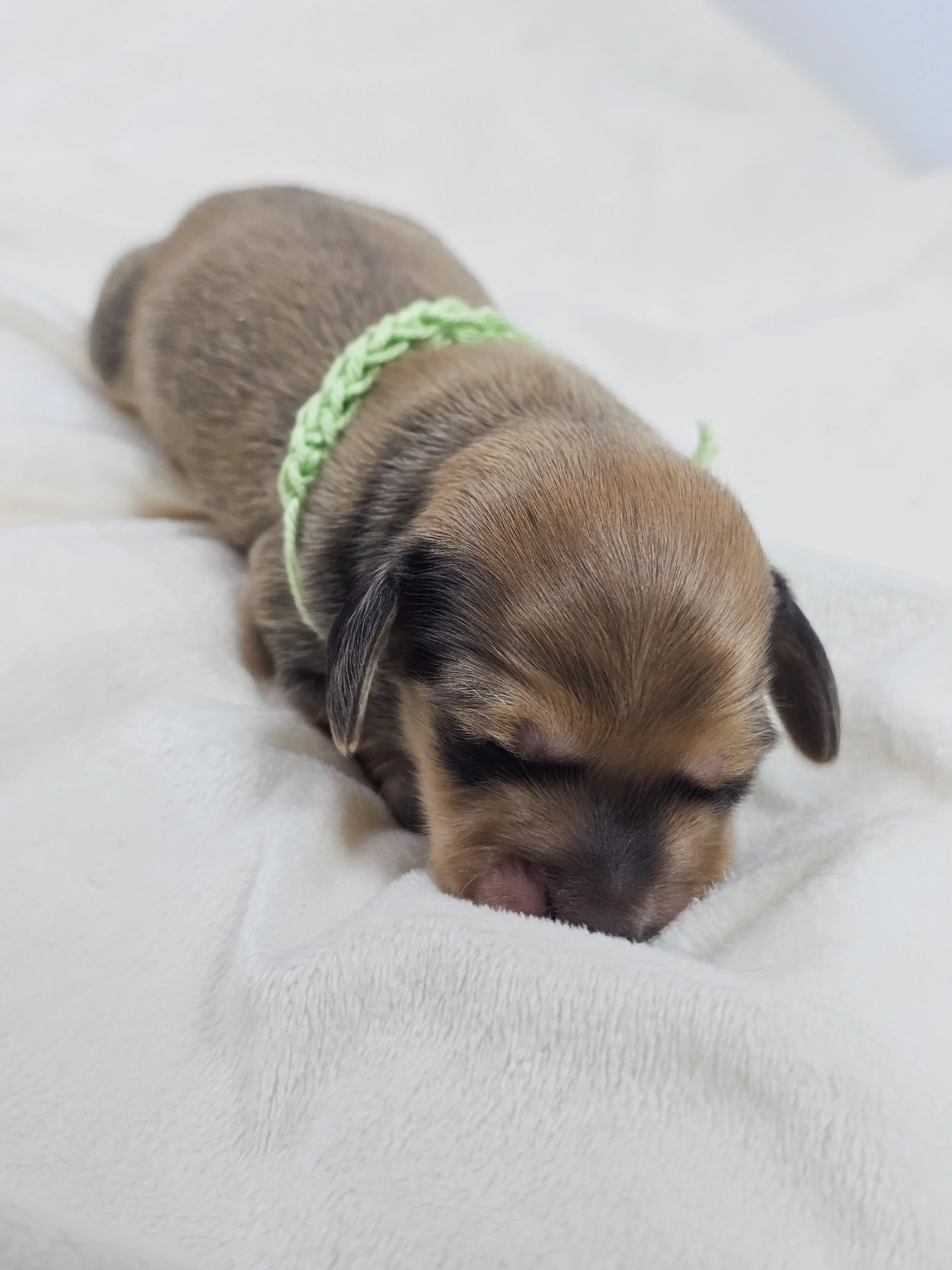 Pickles (longhaired boy, $3300 with a $500 deposit towards total)