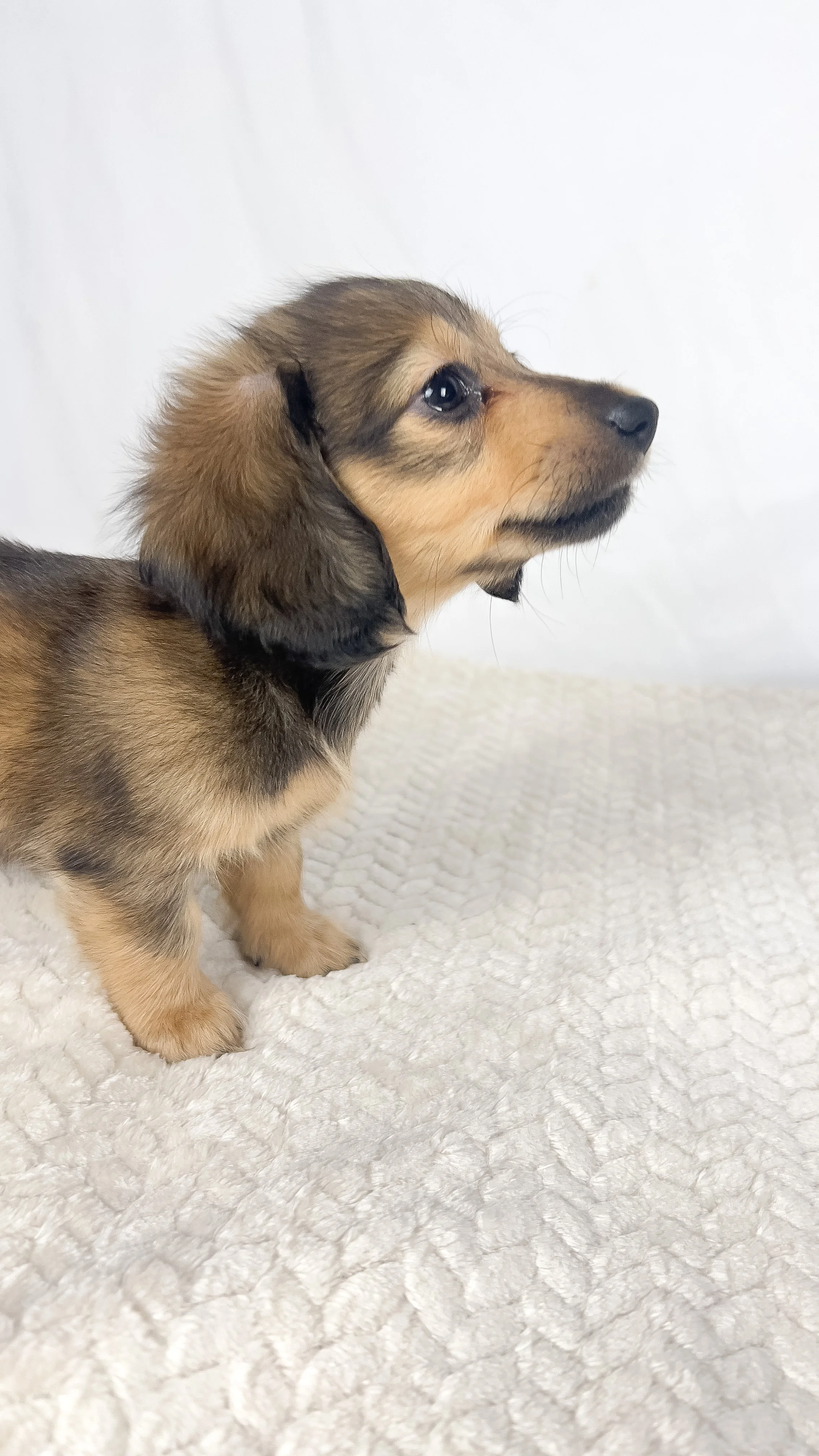 Whip cream (RESERVED, longhaired girl)