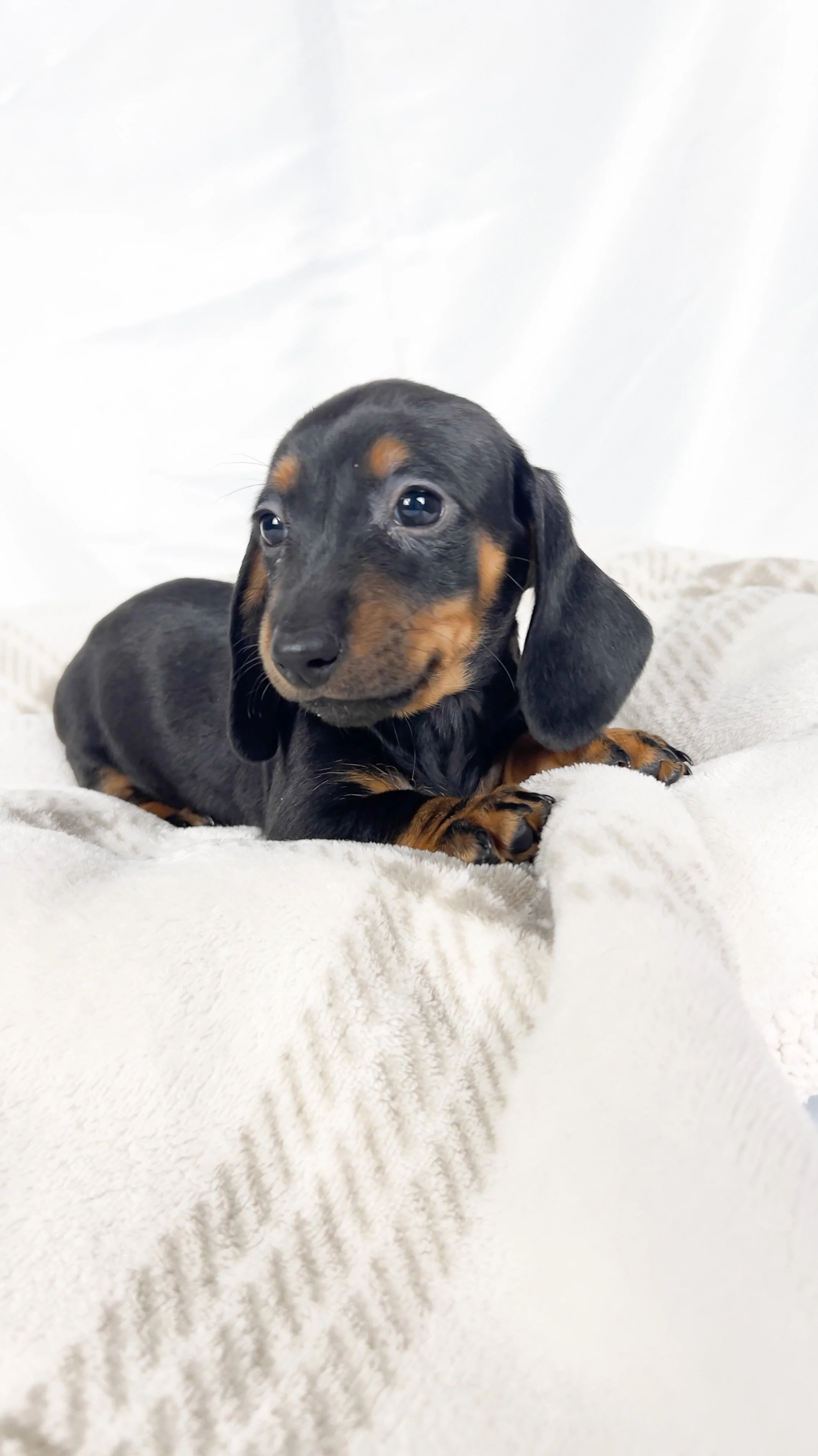 Mango (RESERVED, shorthaired girl)