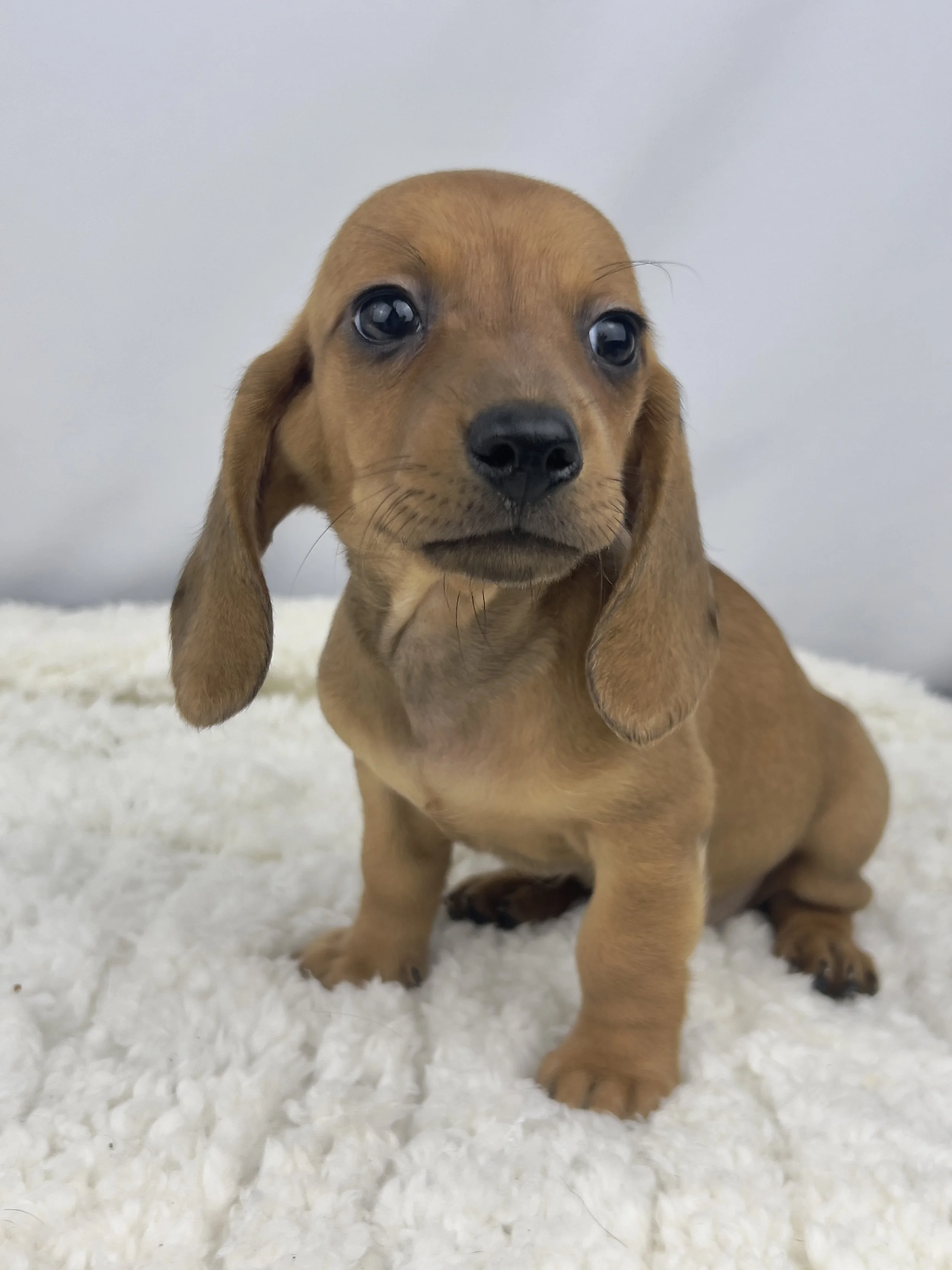 Apple Crisp (RESERVED, shorthaired girl)