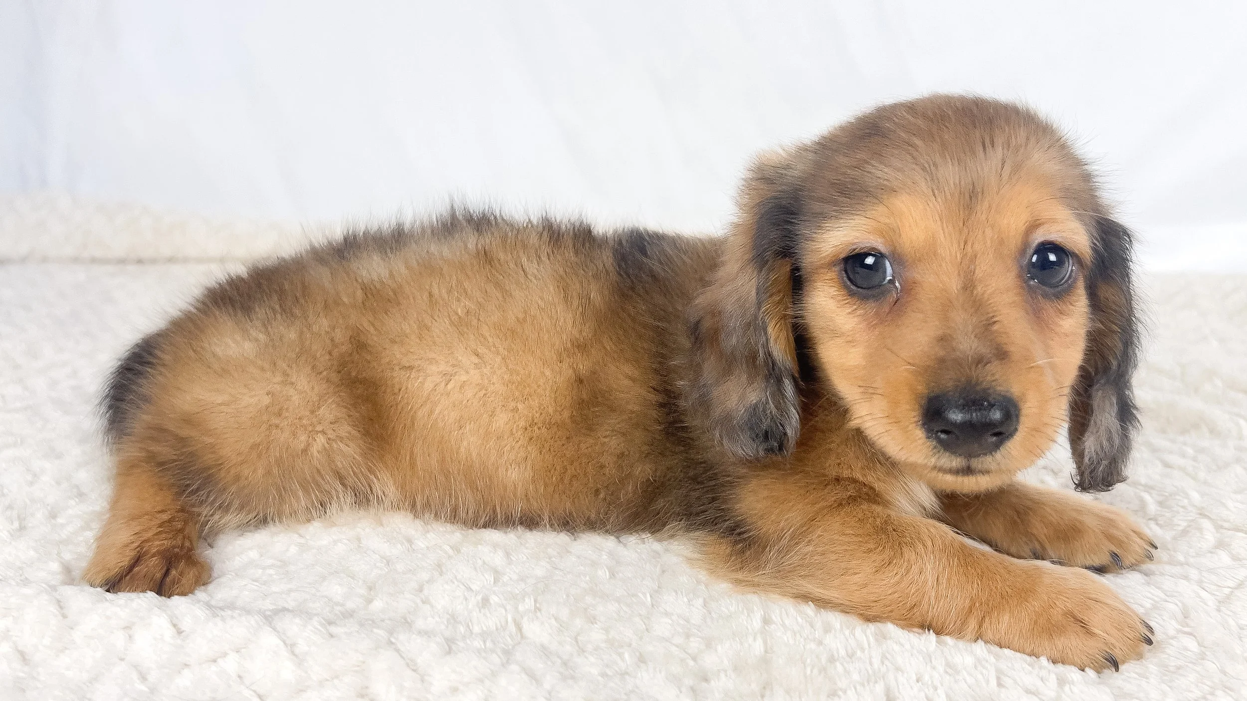 Peanuts (RESERVED, longhaired boy)
