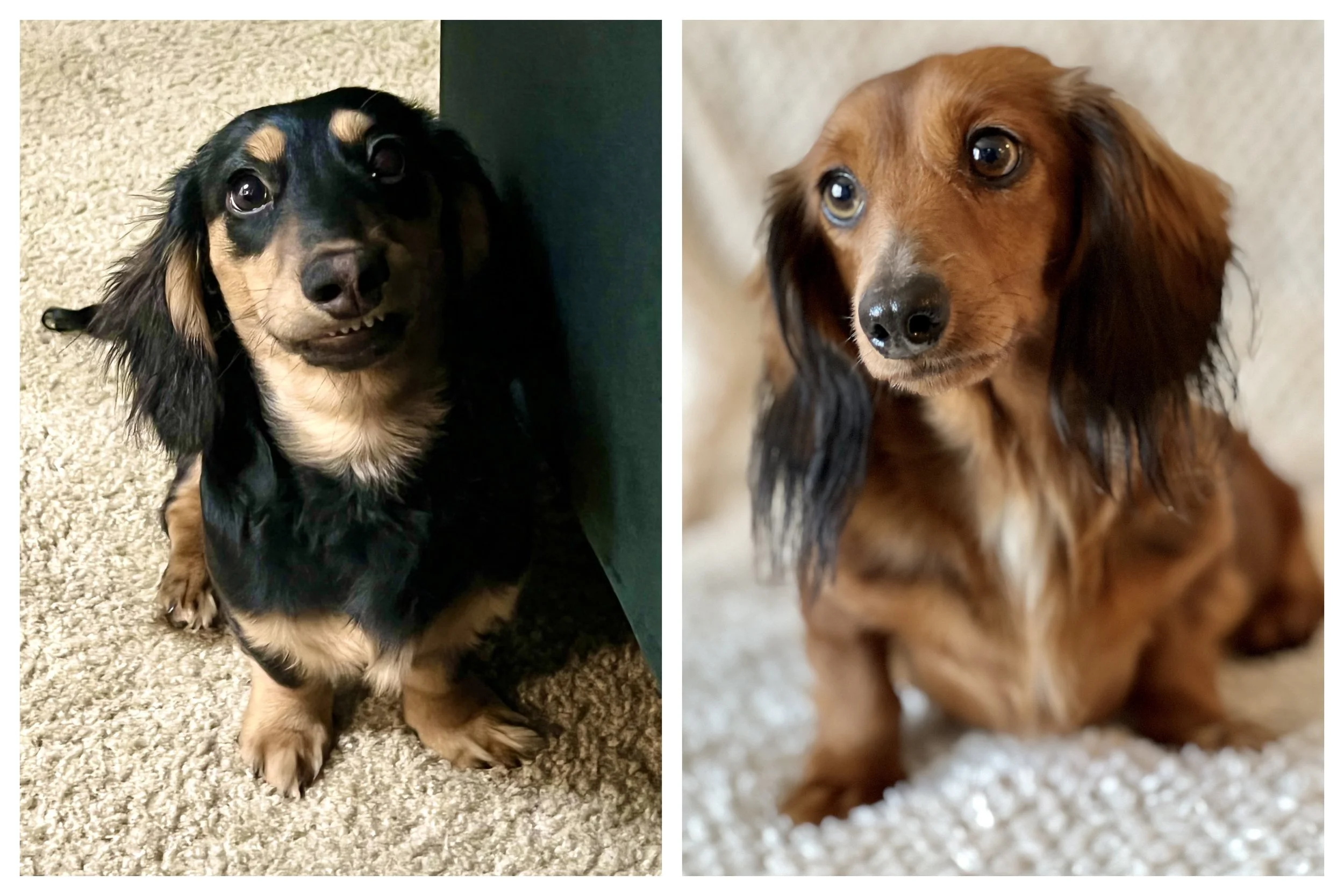 Side-by-side photos of two long-haired dachshund puppies with brown and black fur, both sitting on carpeted floors indoors.