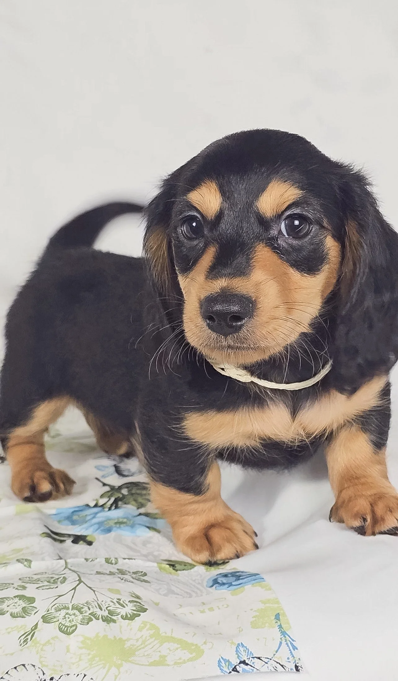 Cheese (RESERVED, longhaired boy)