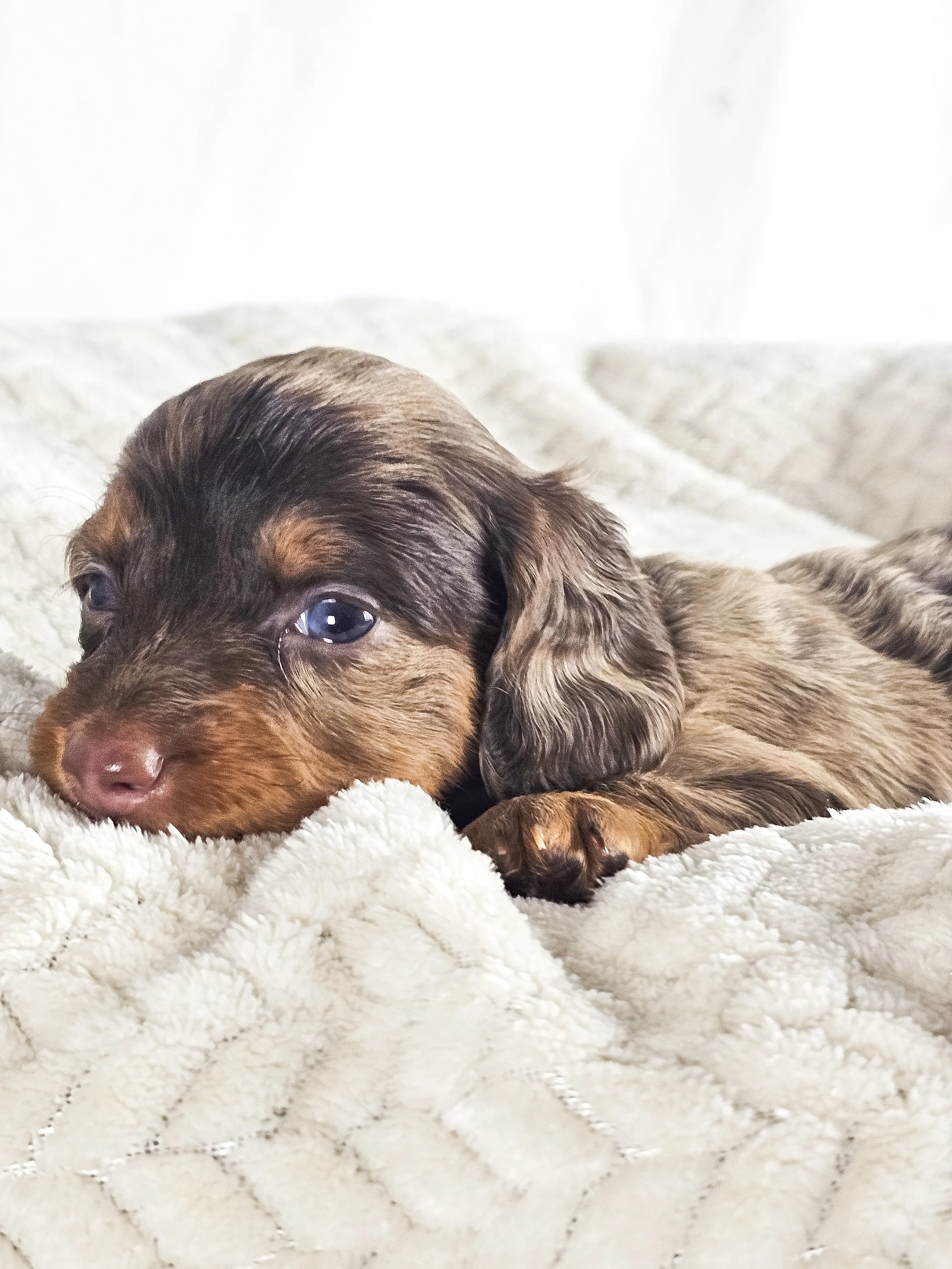 Taro (RESERVED, longhaired girl)