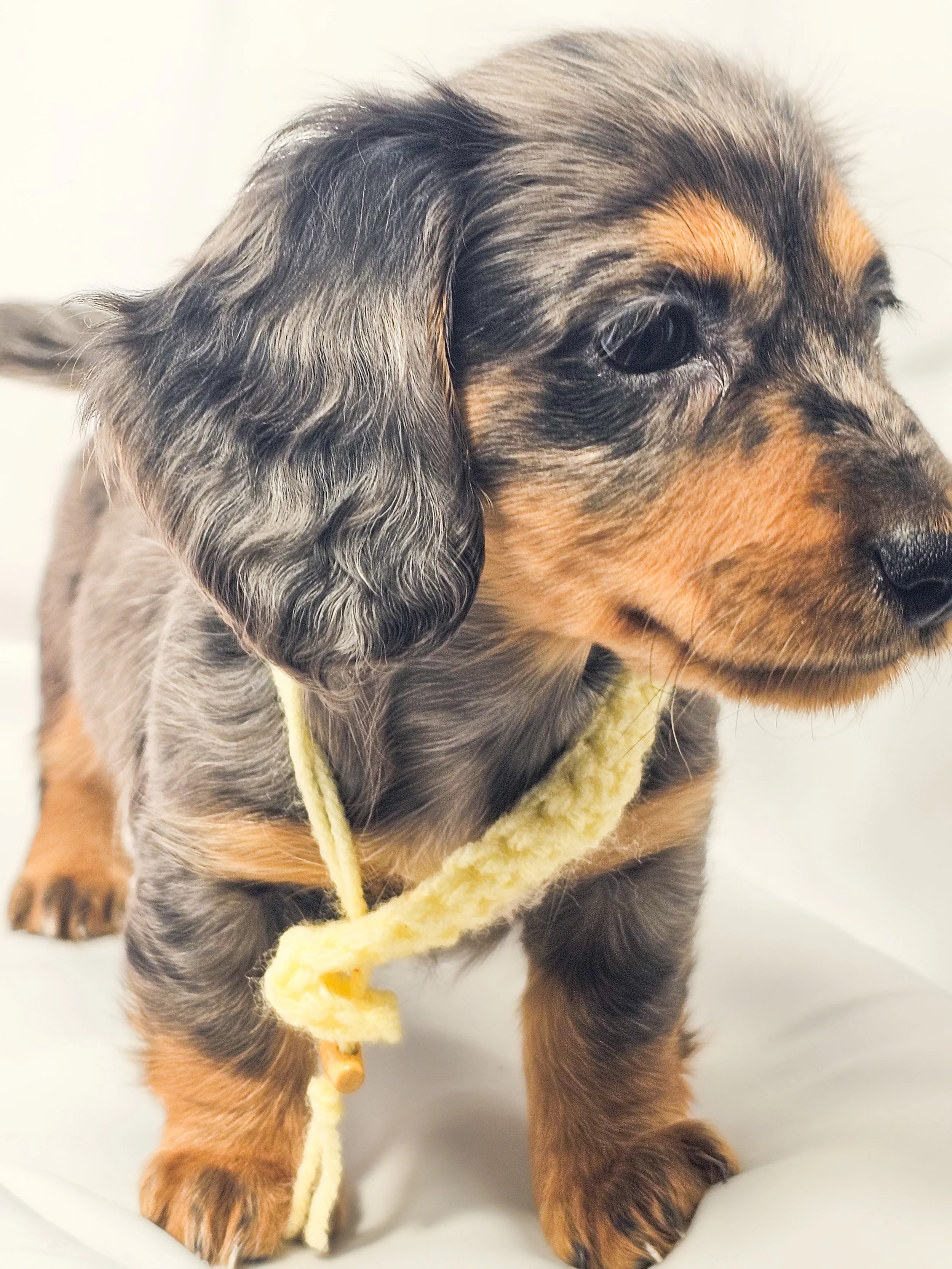 Peeps aka Canela (RESERVED, longhaired girl)