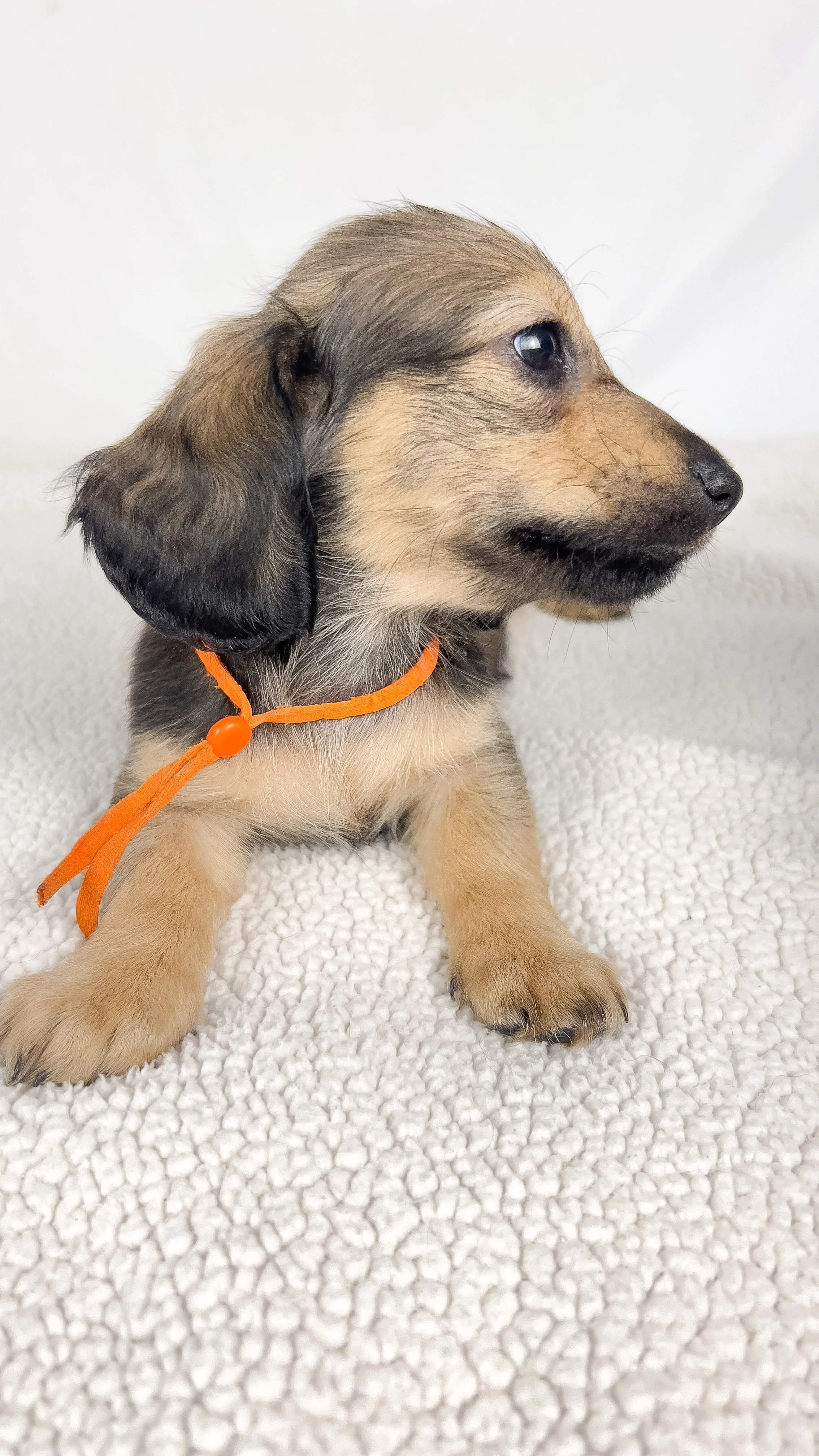 Frank aka Juiceppi (RESERVED, longhaired boy)