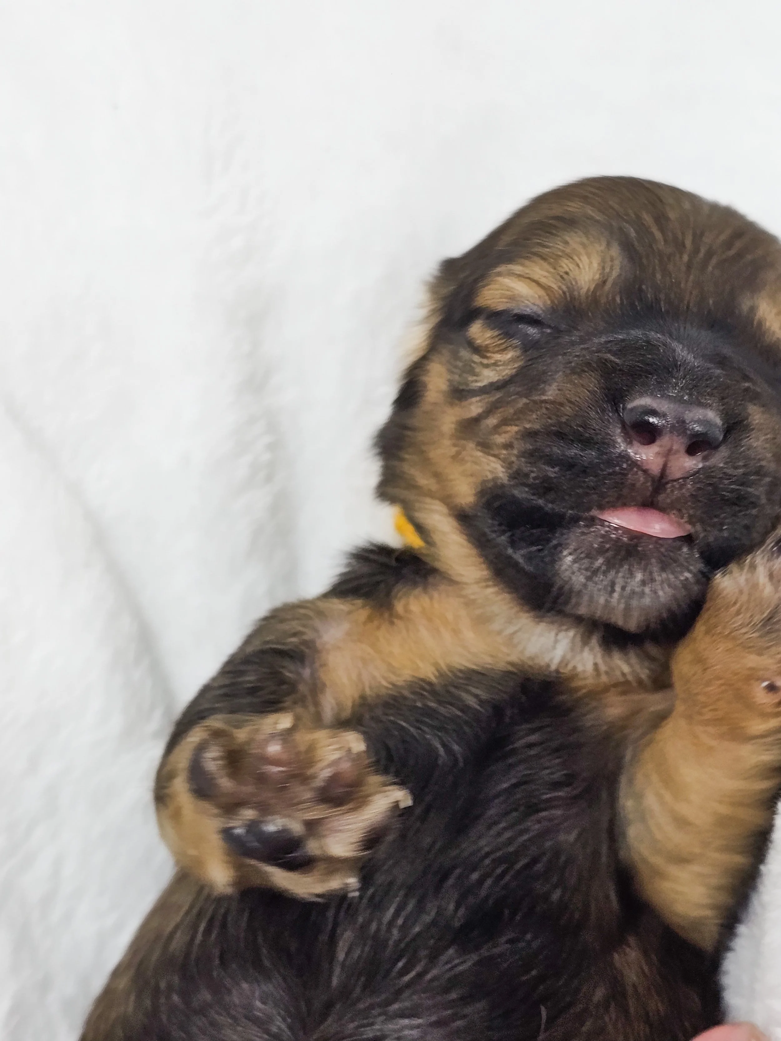 Sunflower (longhaired girl, $4000 with a $500 deposit towards total)