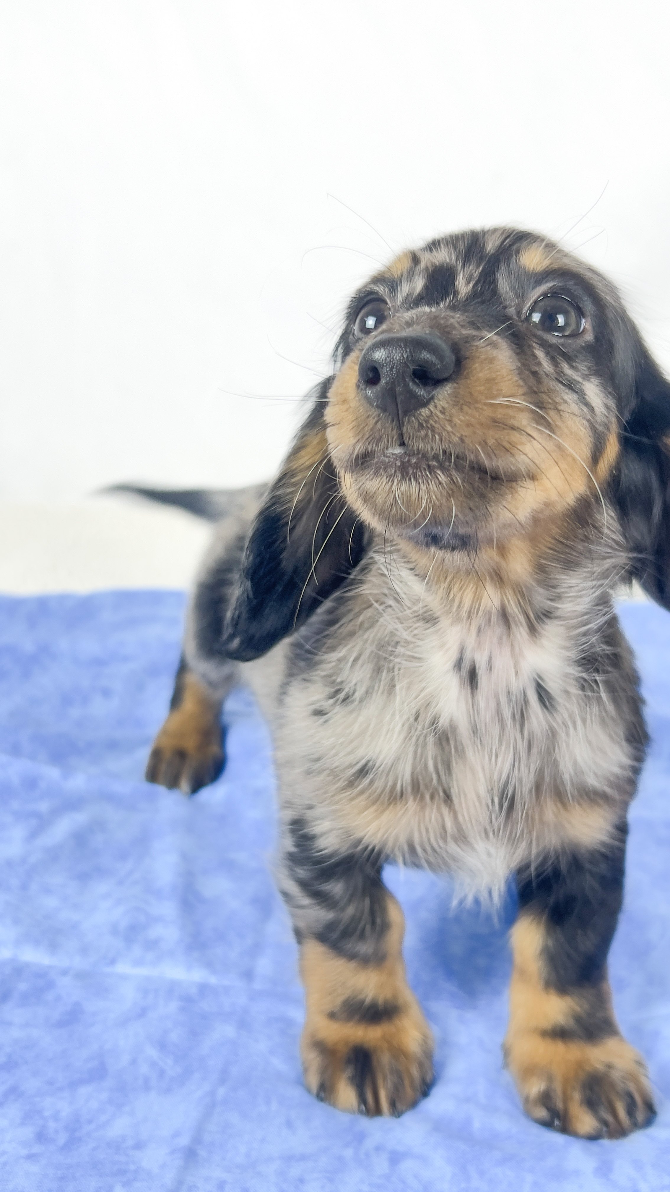 Strawberry aka Tank (RESERVED, longhaired boy)