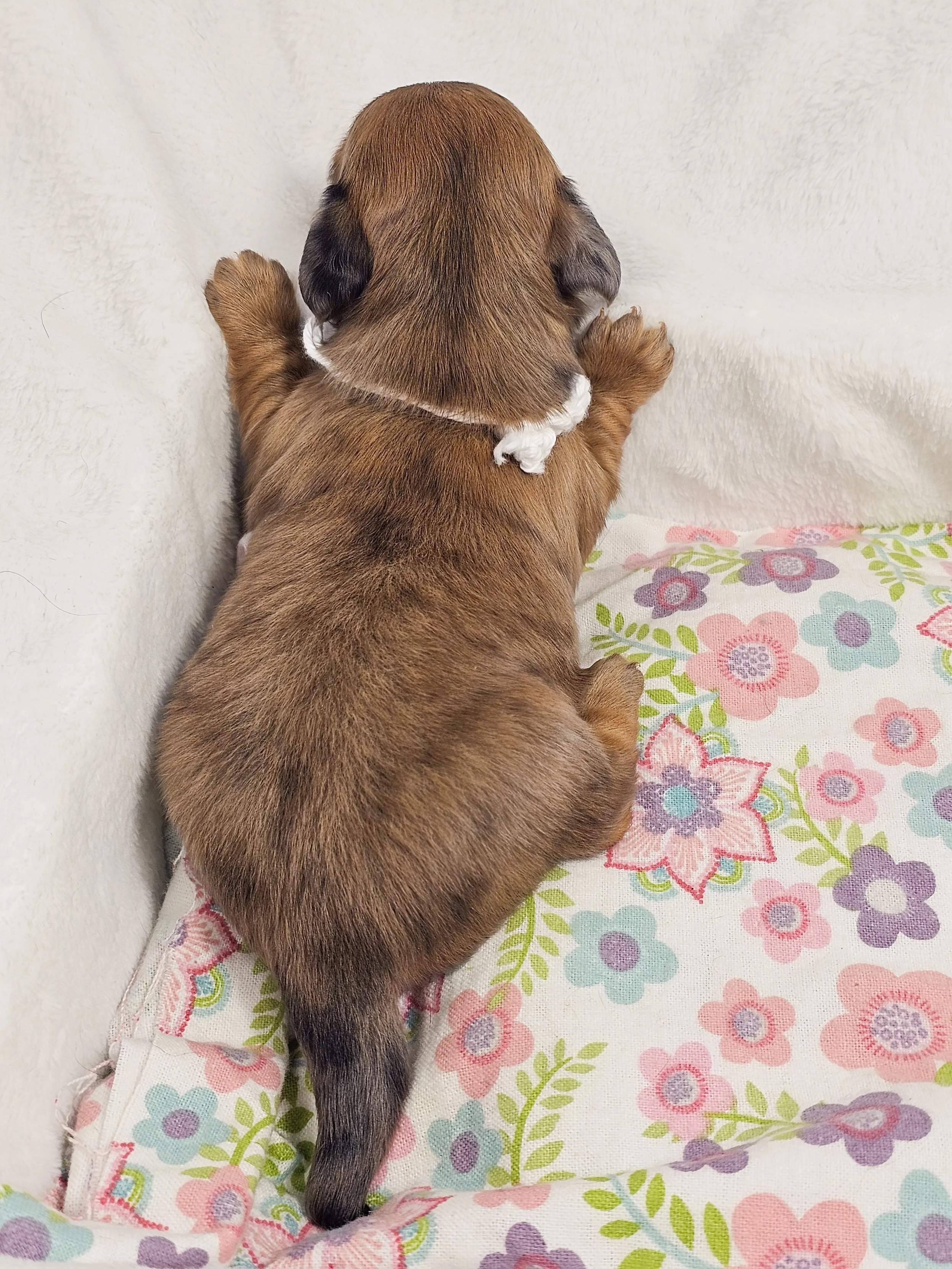 Sand (longhaired girl, $4000 with a $500 deposit towards total)