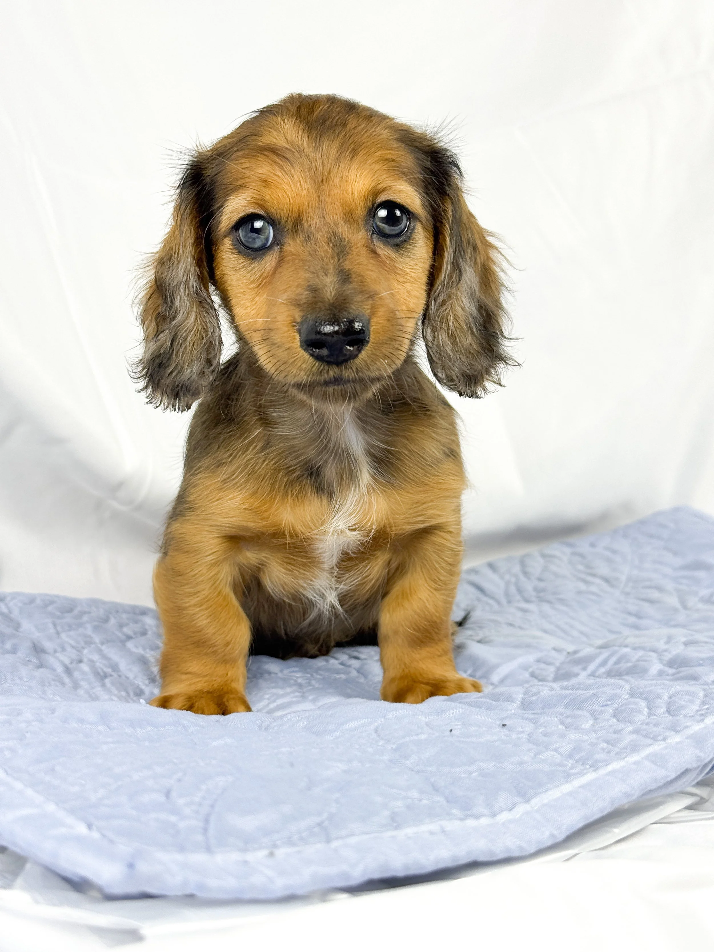 BBQ aka Millie (RESERVED, longhaired girl)