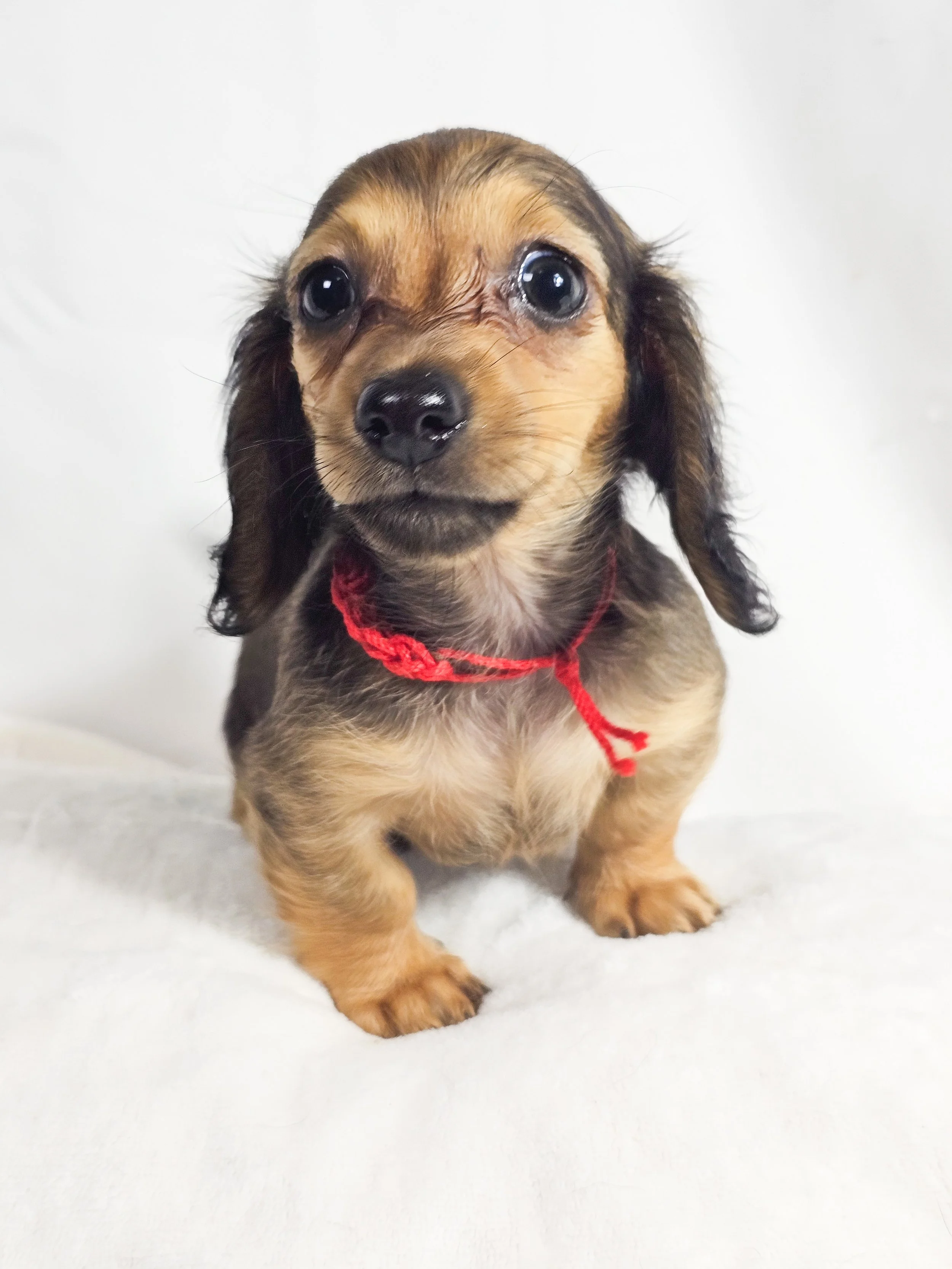 Peach aka Maple (RESERVED, longhaired girl)