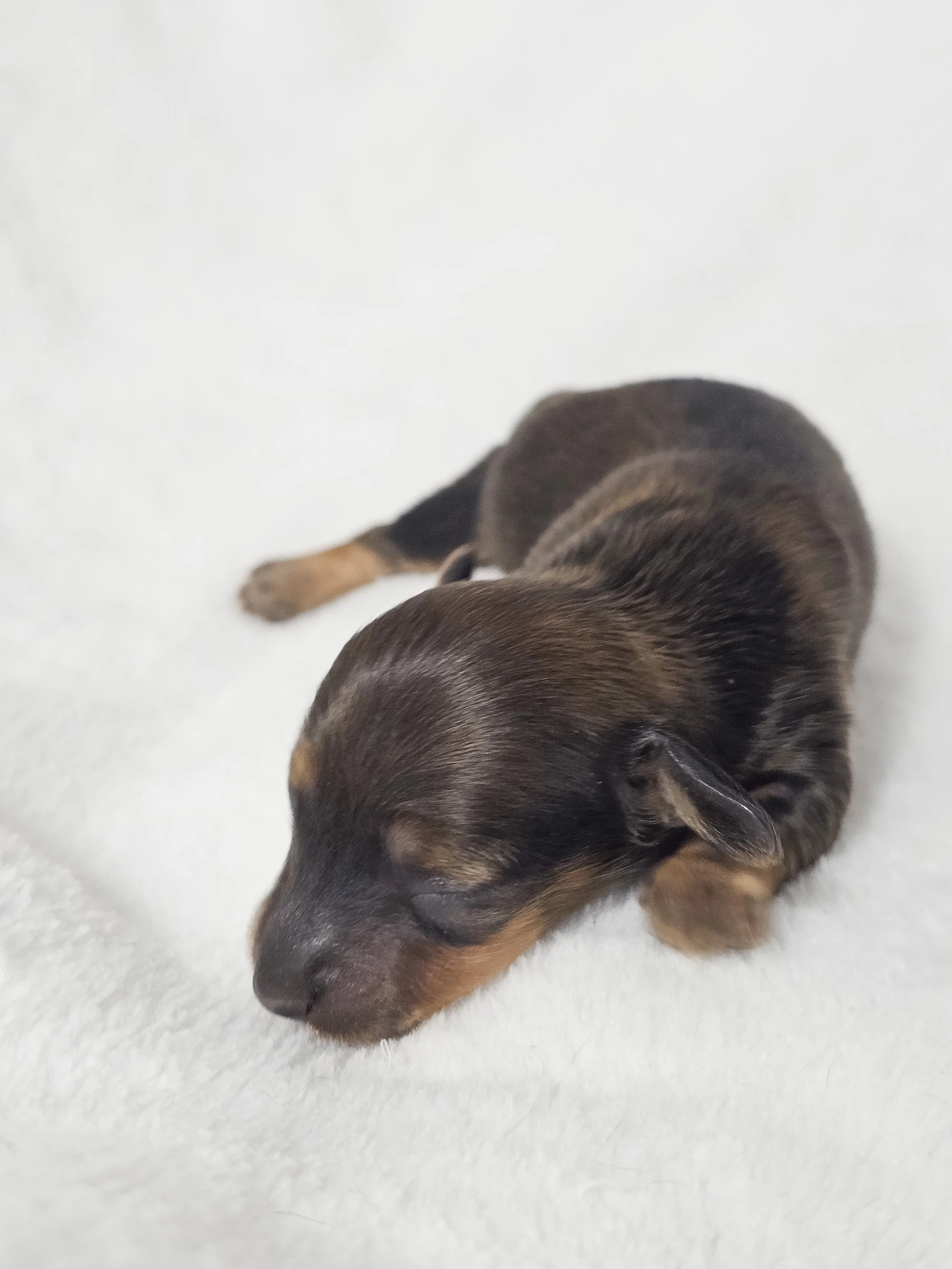Peach (longhaired girl, $3000 with a $500 deposit towards total)