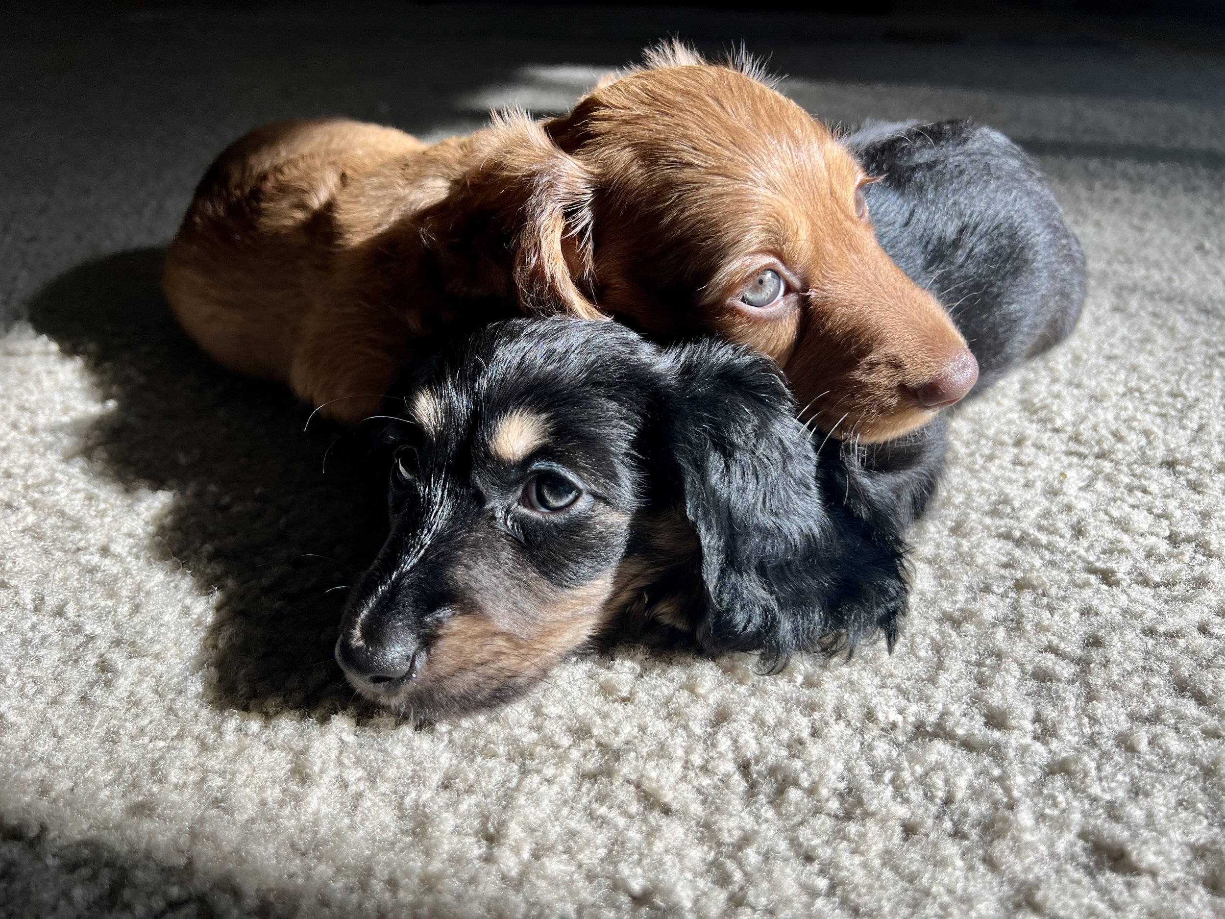 Two adorable puppies lying on a beige carpet, one with black and tan fur, the other with brown fur, cuddling together in sunlight.