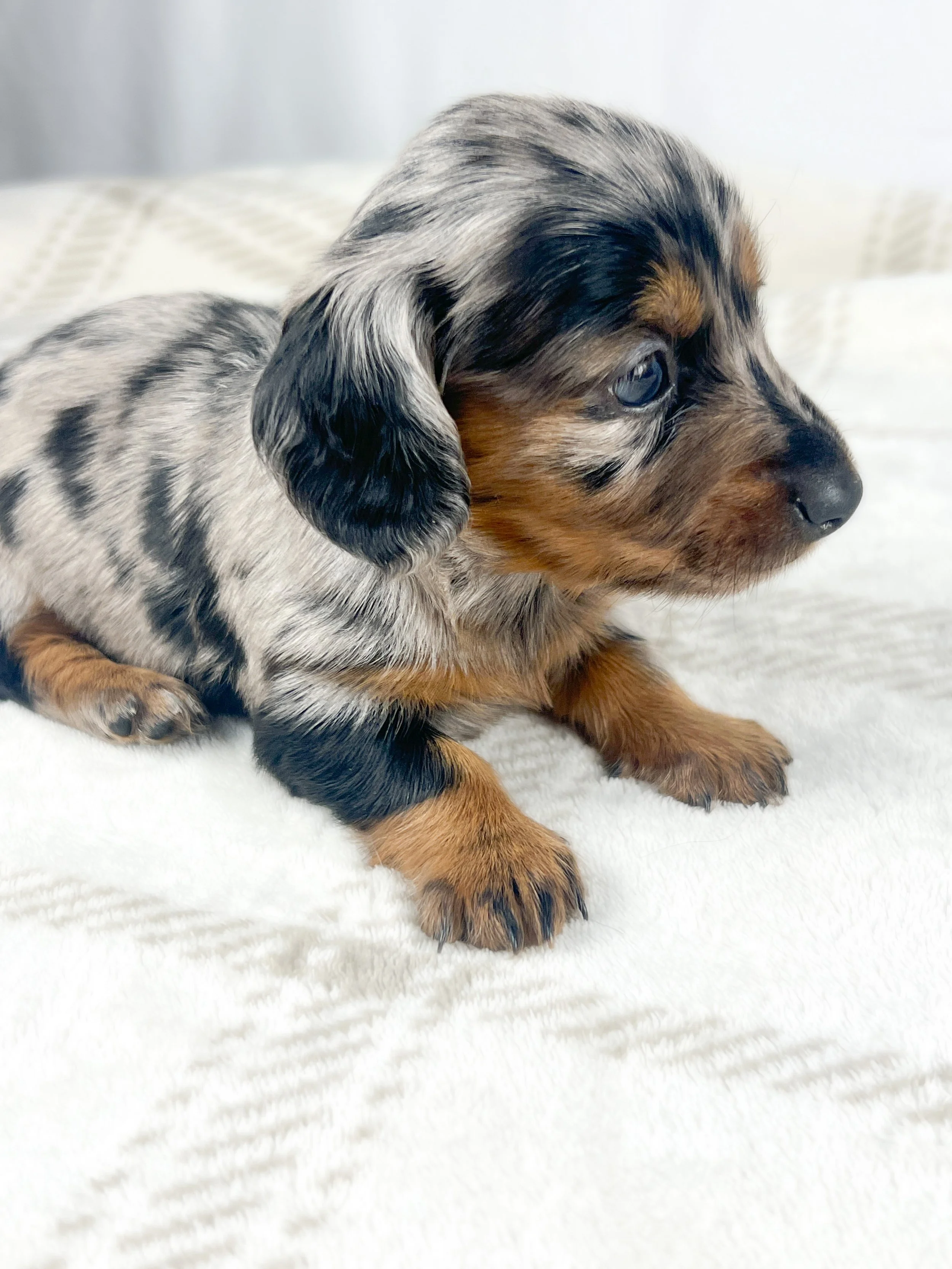 Egg aka Winnie (RESERVED, longhaired girl)