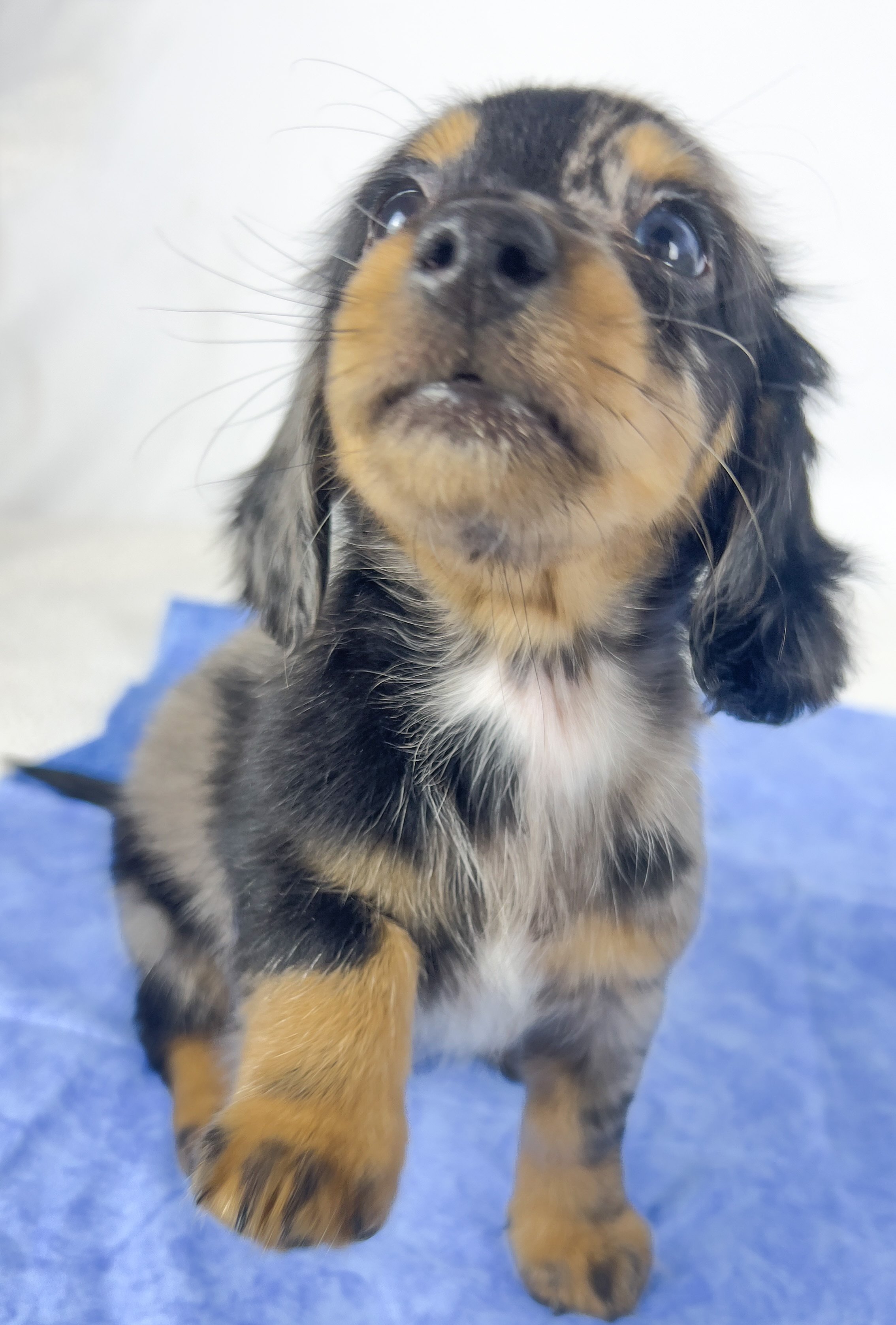 Chocolate aka Frankie (RESERVED, longhaired boy)