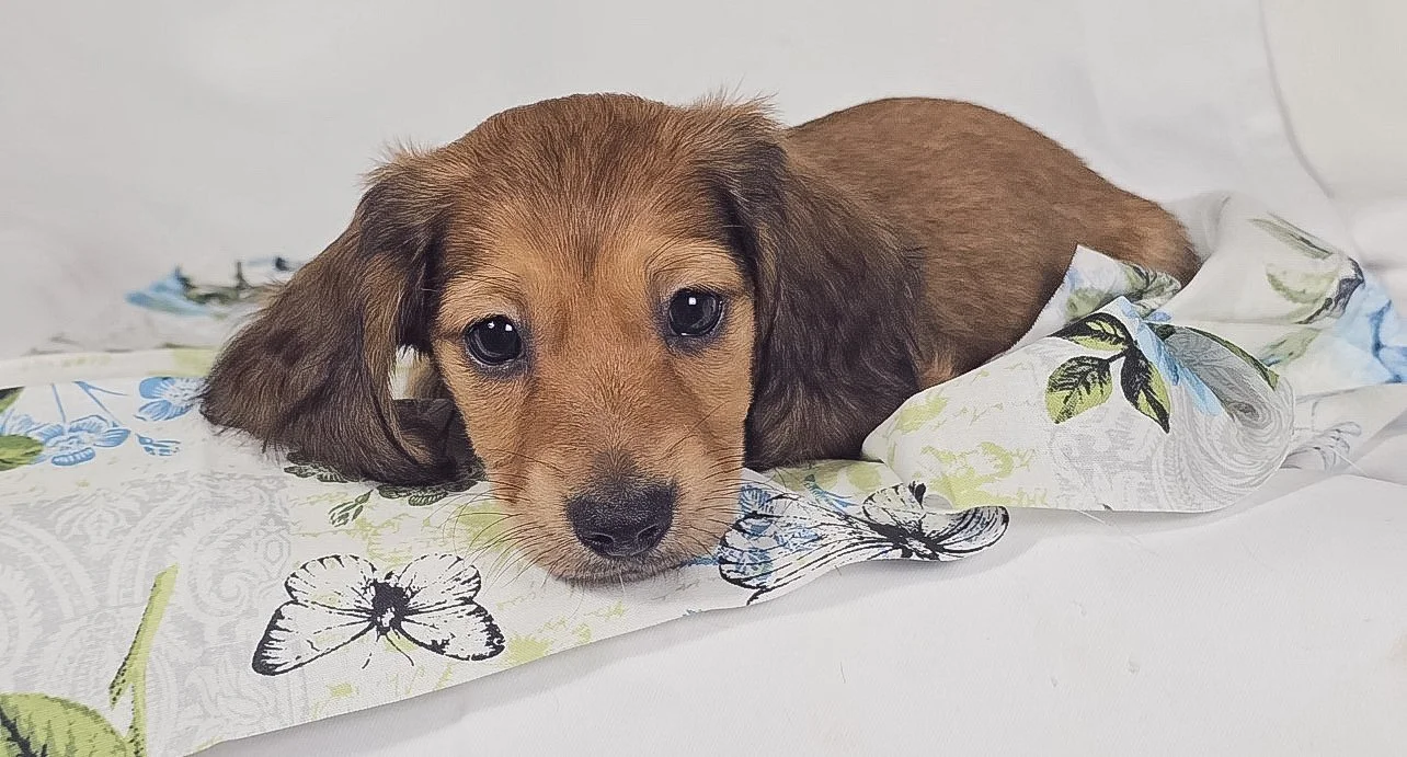 Patty aka Leo (RESERVED, longhaired boy)