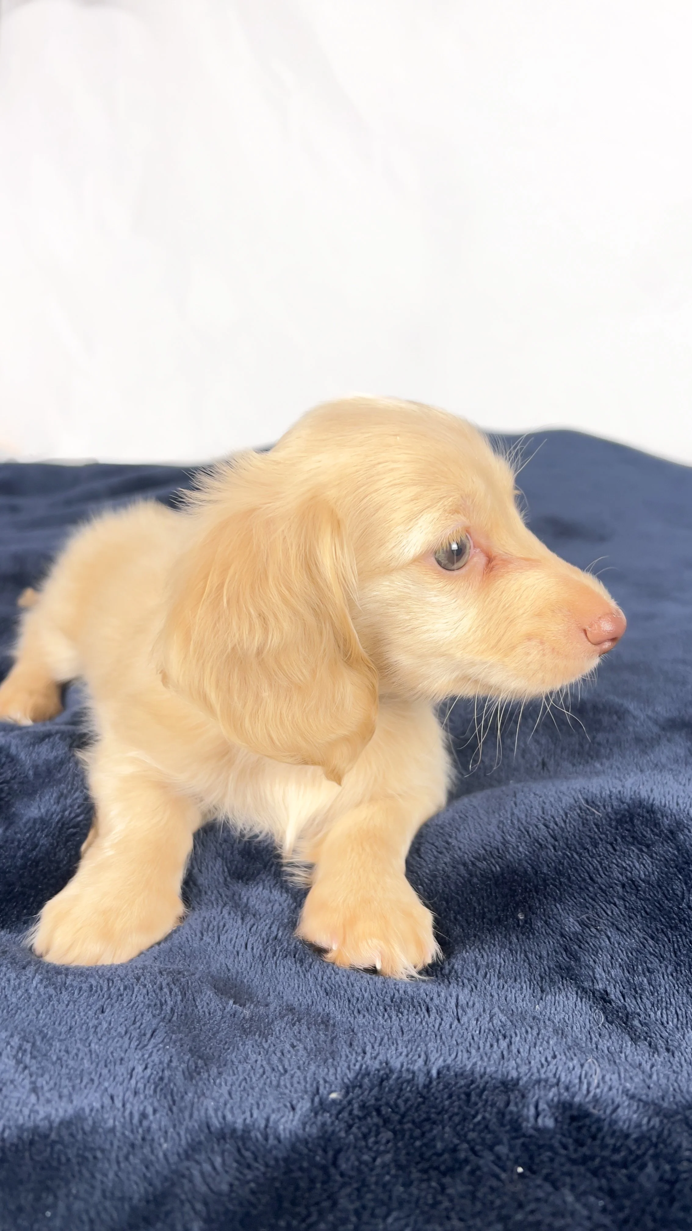 Vanilla (RESERVED, longhaired girl)