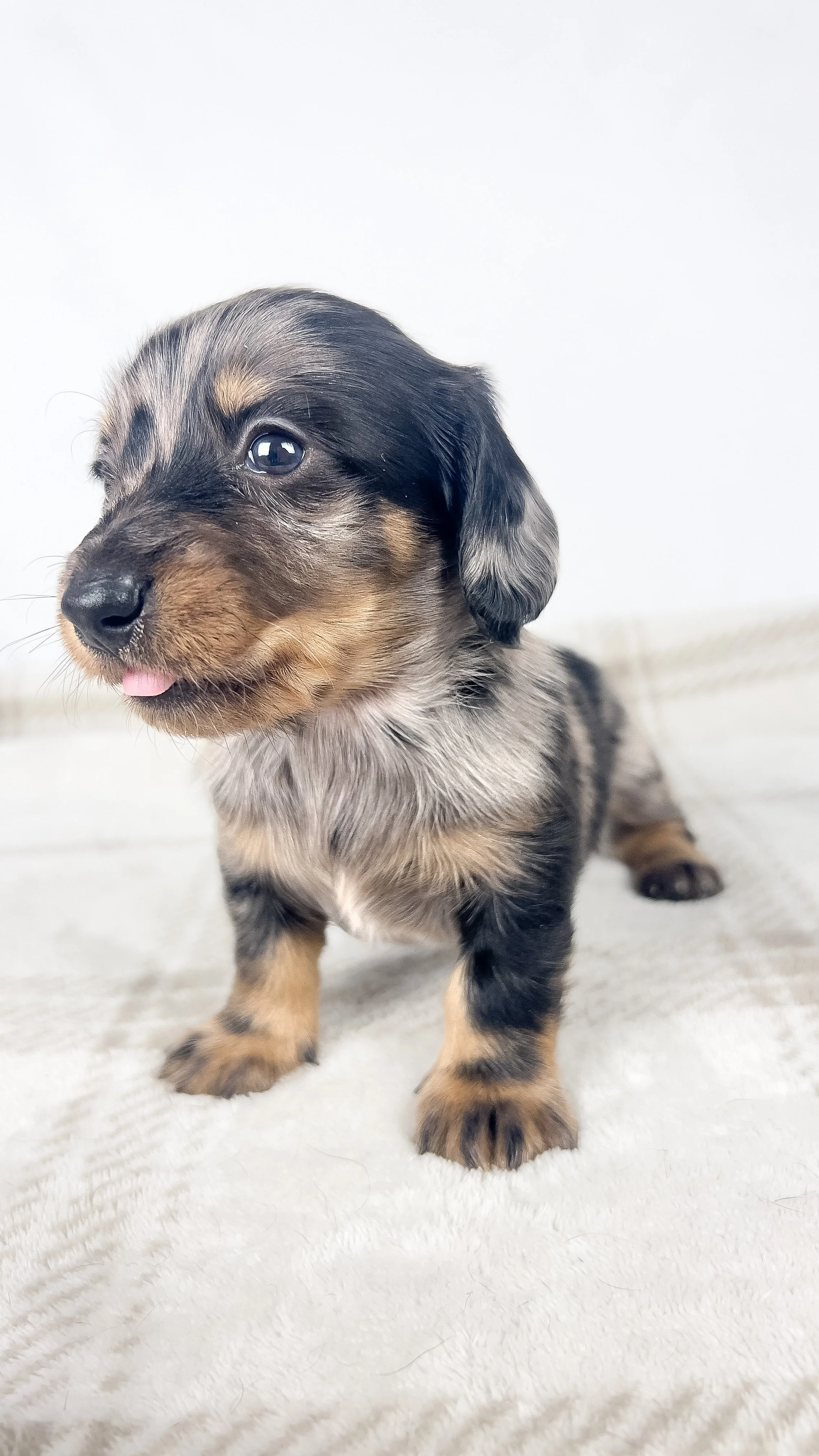 Strawberry aka Tank (RESERVED, longhaired boy)