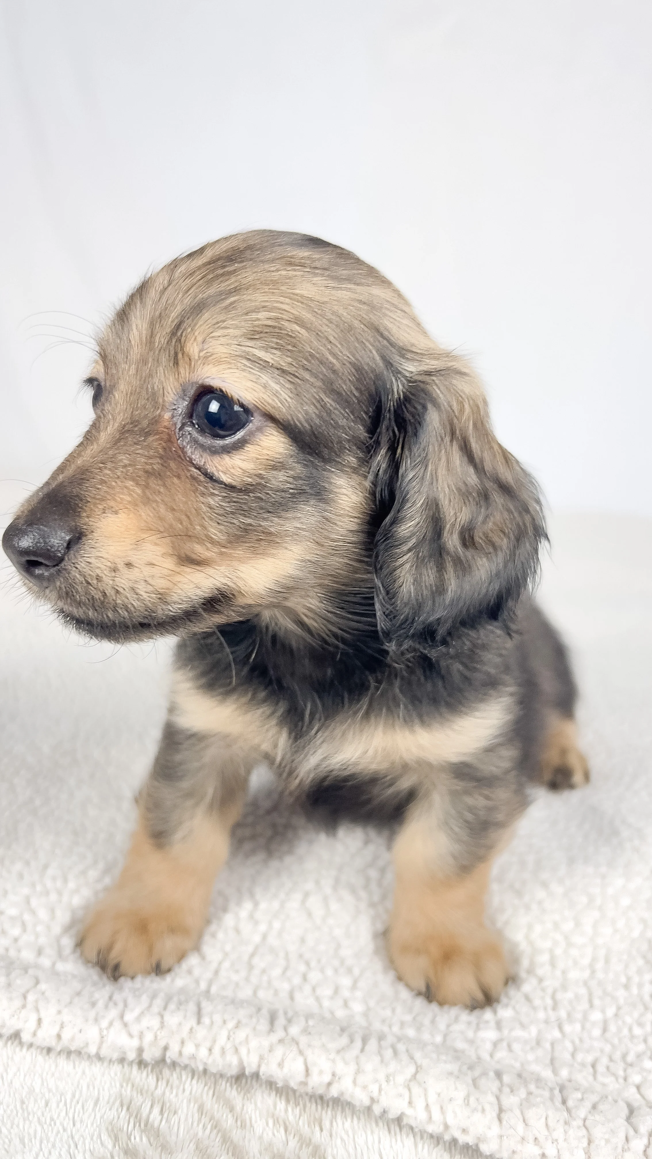 Sundae (RESERVED, longhaired girl)