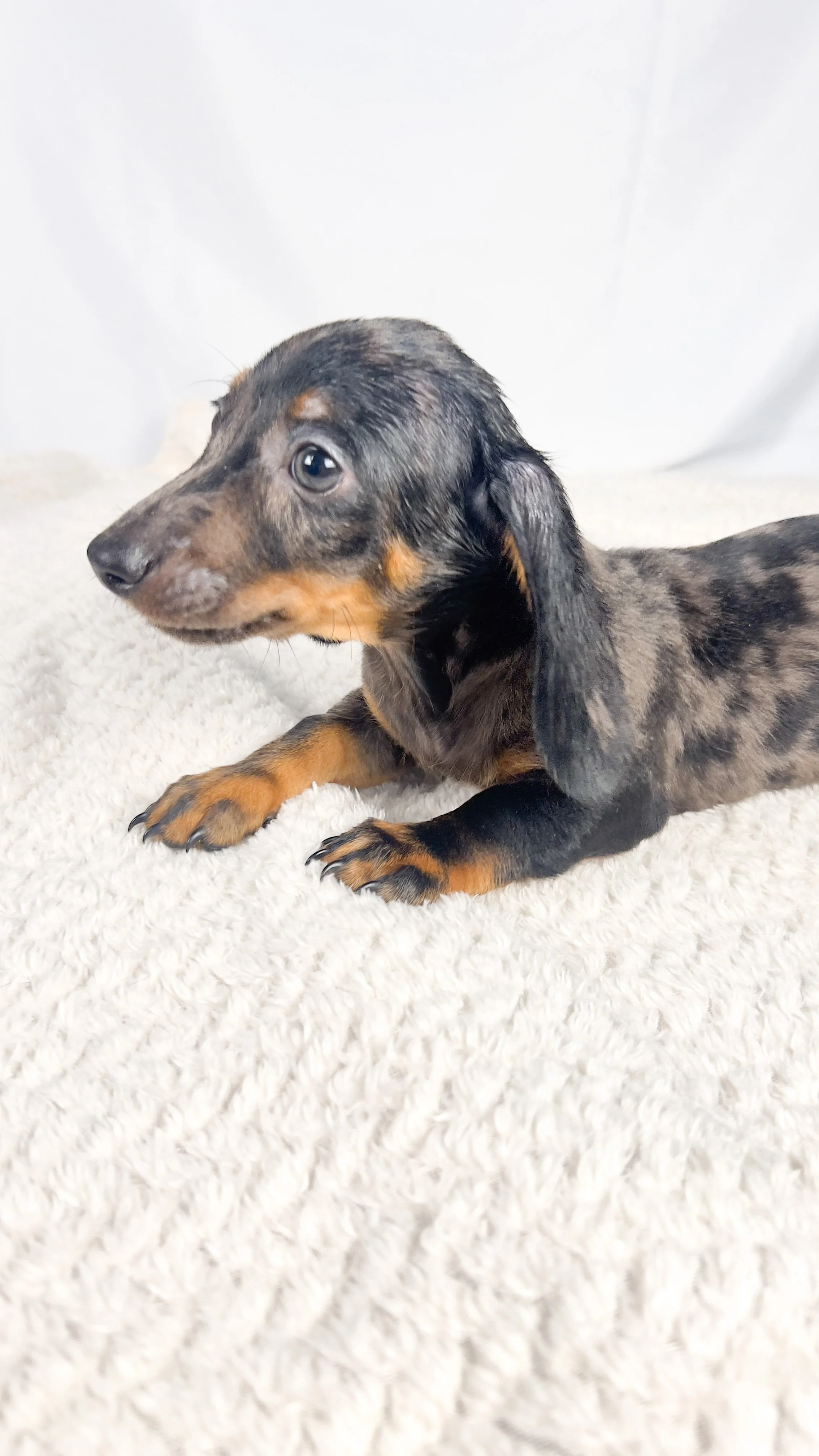 Lychee (RESERVED, shorthaired boy)