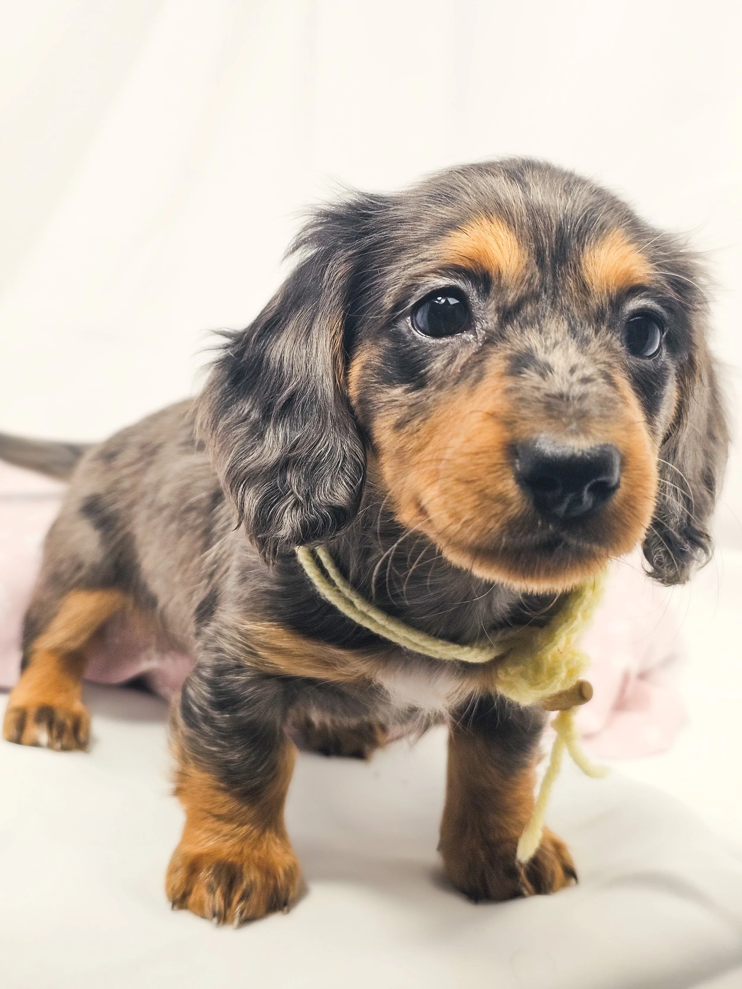 Peeps aka Canela (RESERVED, longhaired girl)