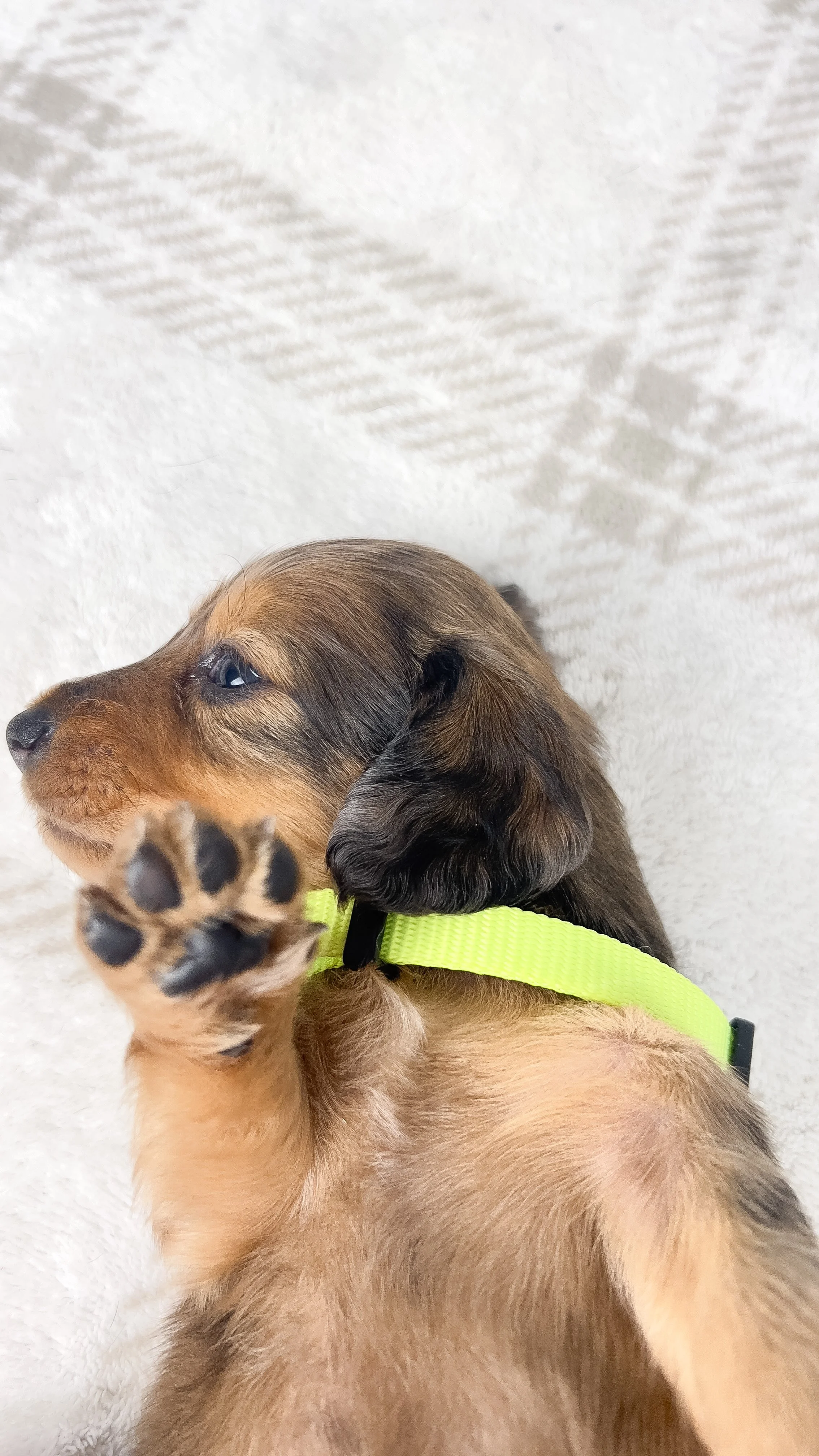 Peanuts (RESERVED, longhaired boy)