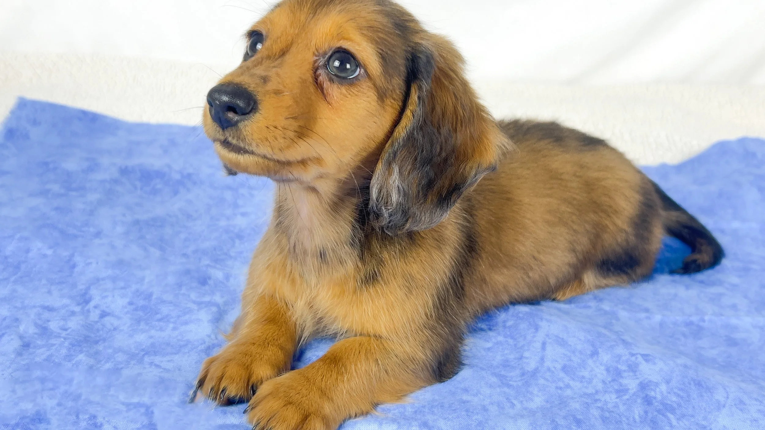 Peanuts (RESERVED, longhaired boy)