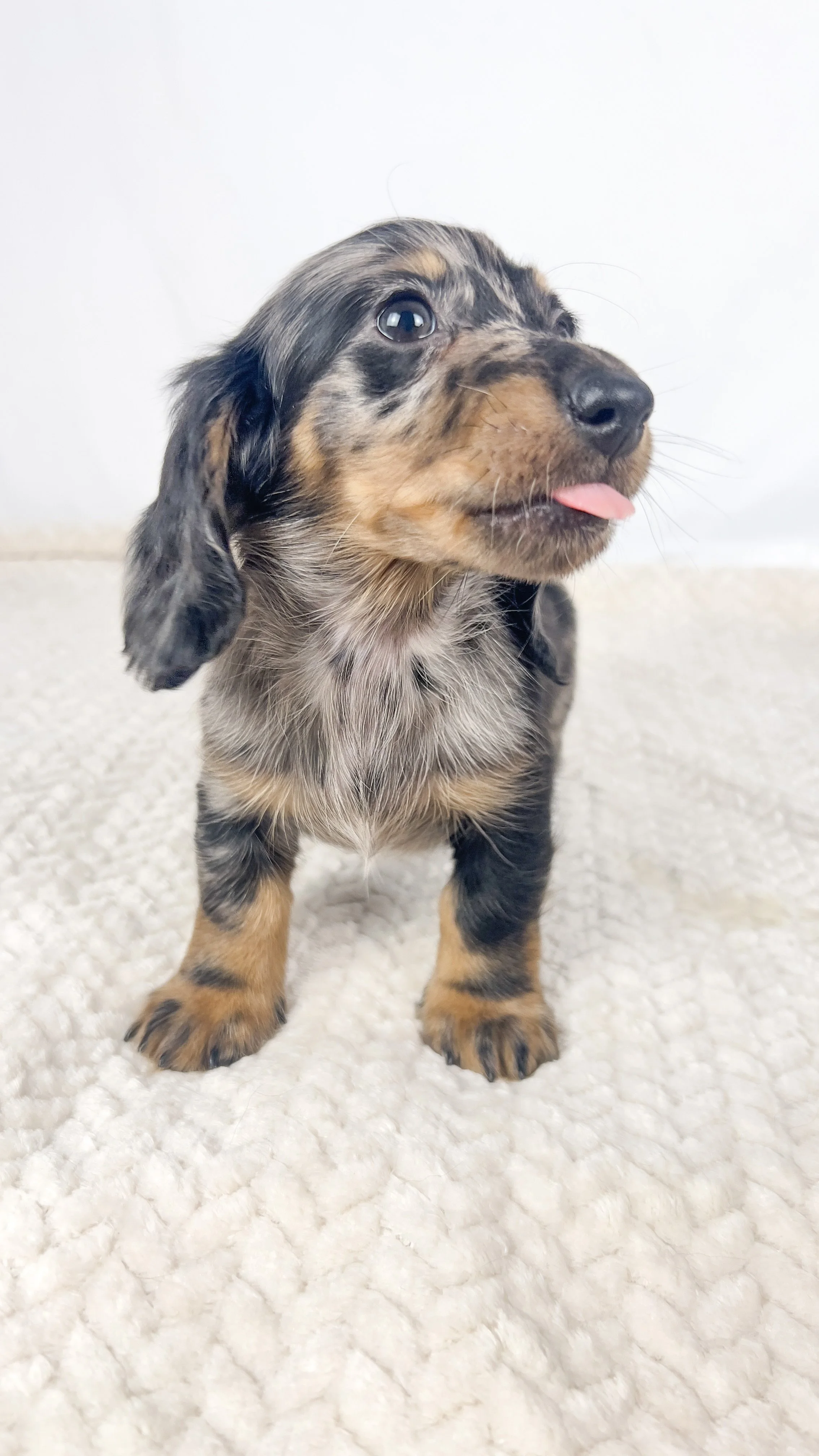 Strawberry aka Tank (RESERVED, longhaired boy)