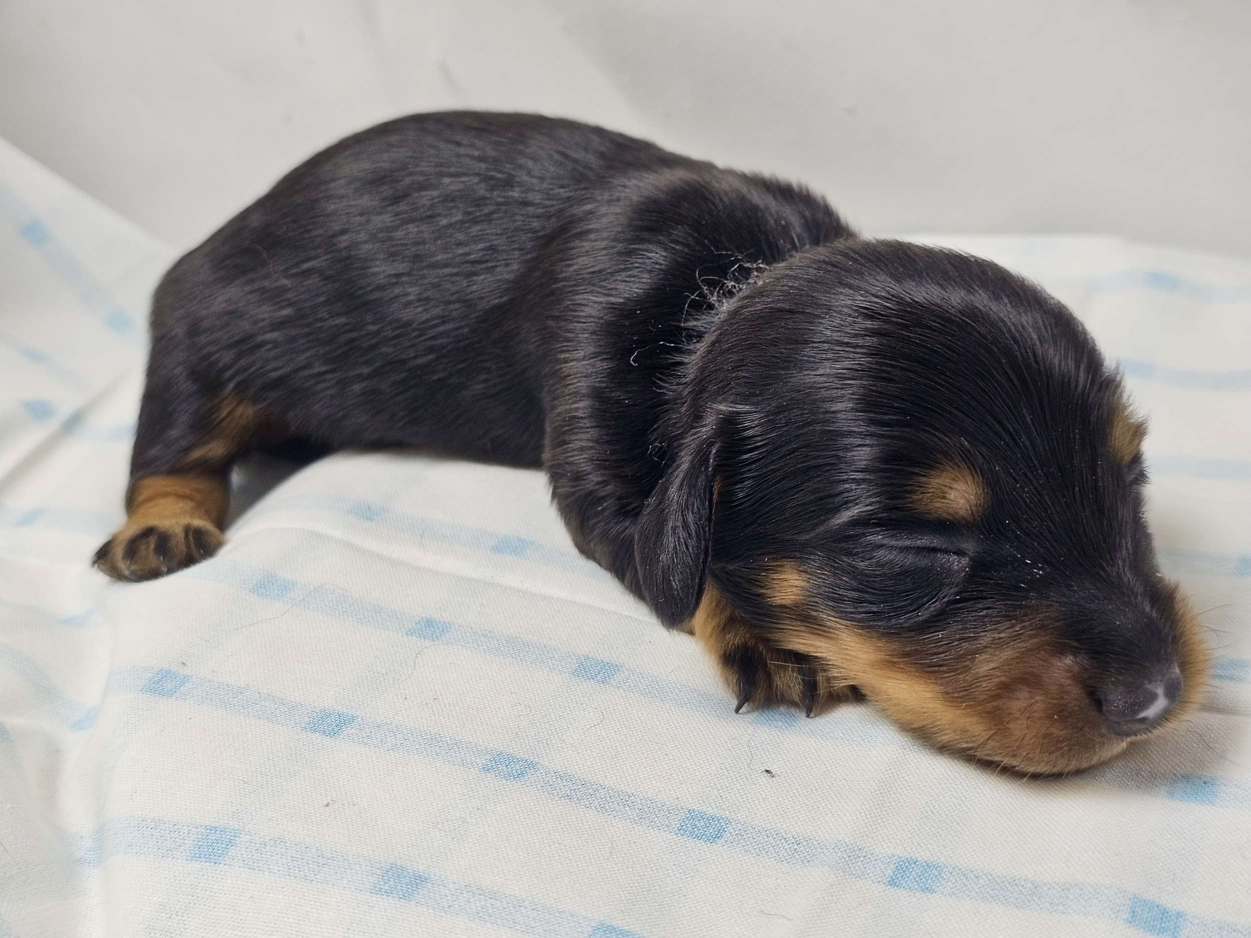 Butterfinger (longhaired boy, $2500 with a $500 deposit towards total)