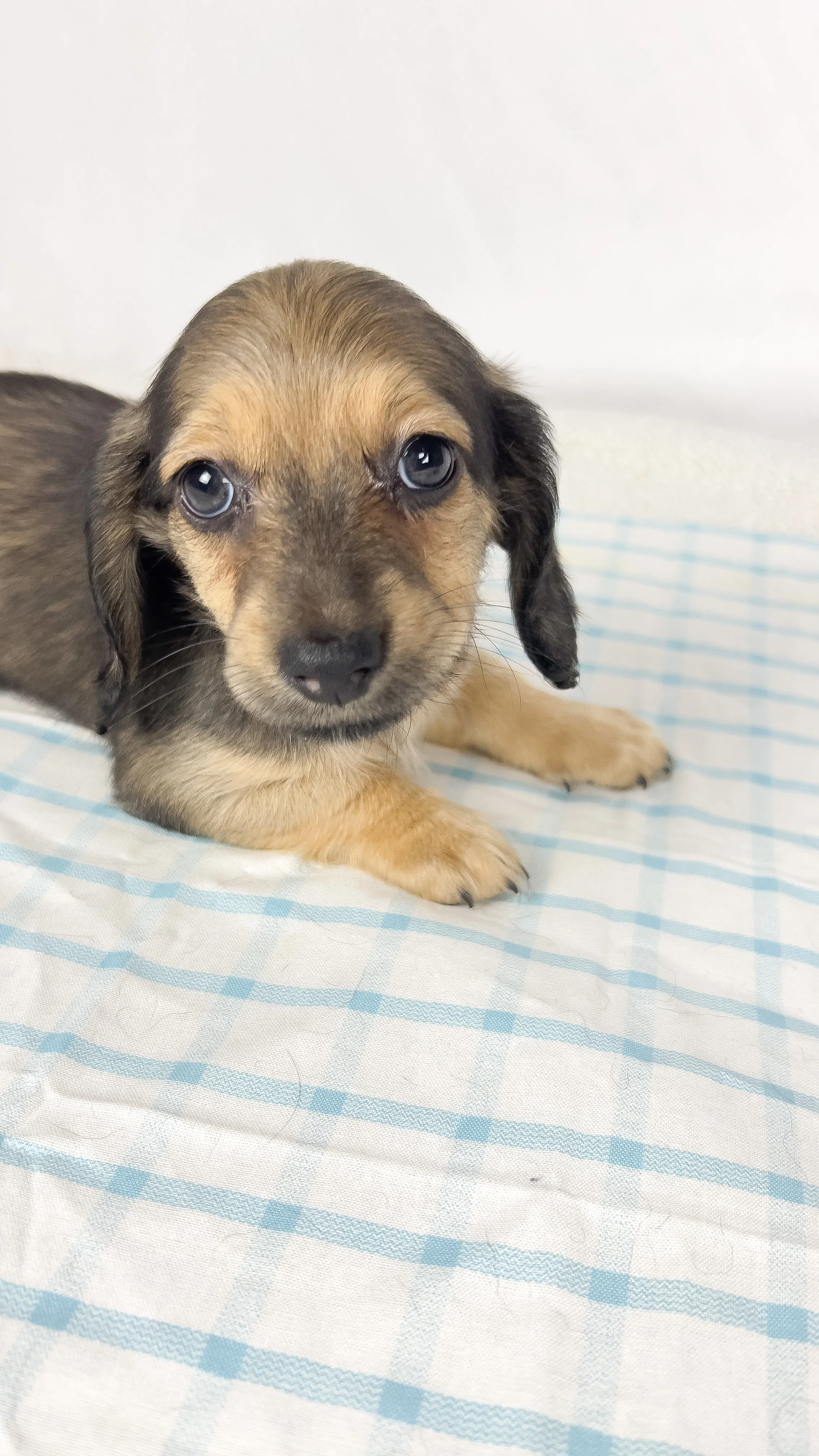 Slice (RESERVED, longhaired boy)