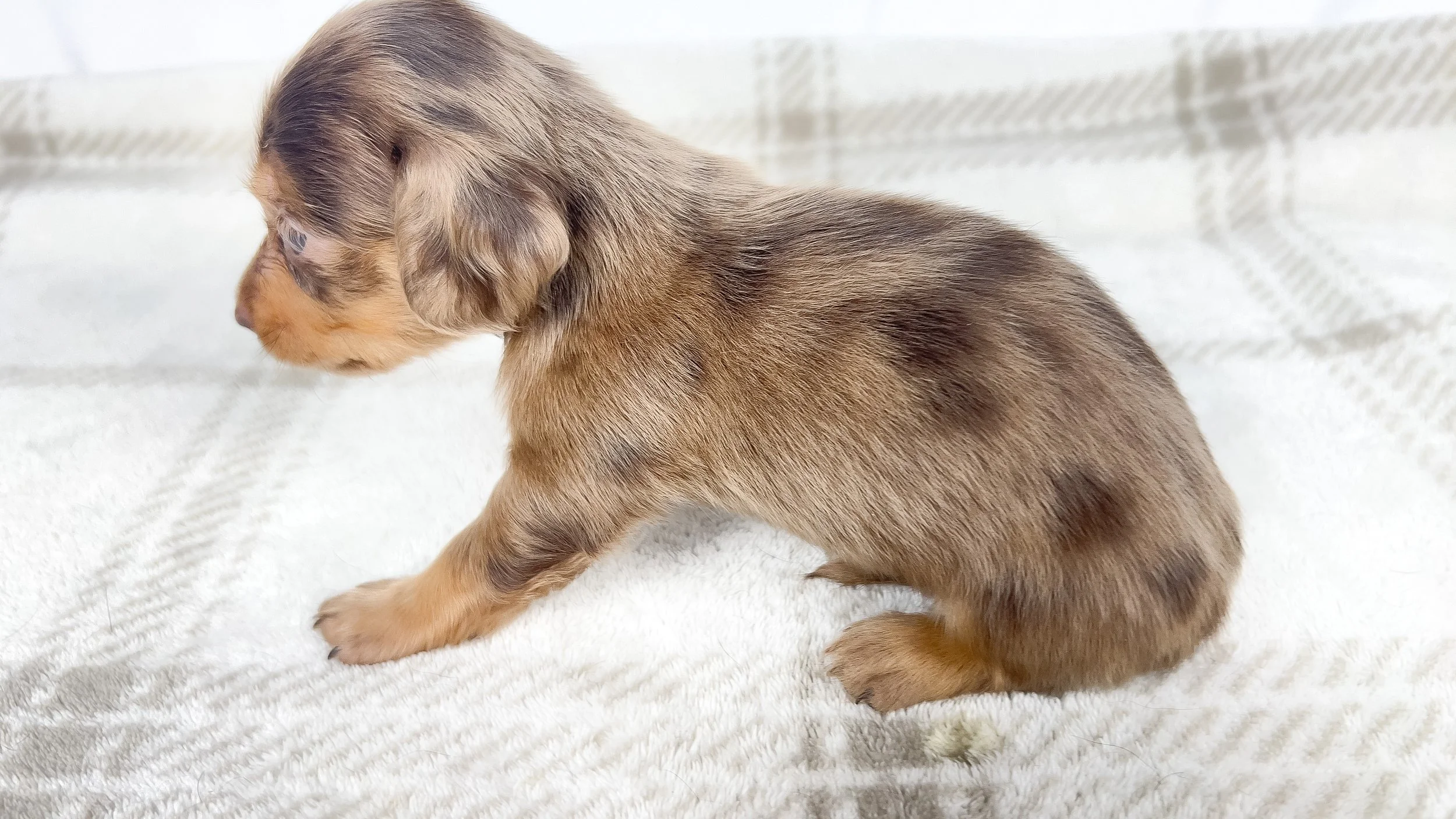 Hot fudge aka Reese (RESERVED, longhaired girl)