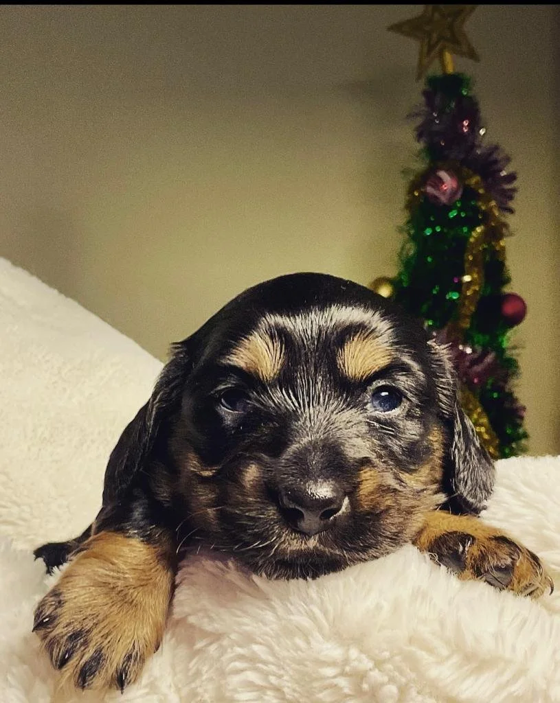 Chase and Emmy 1st litter (Girl)