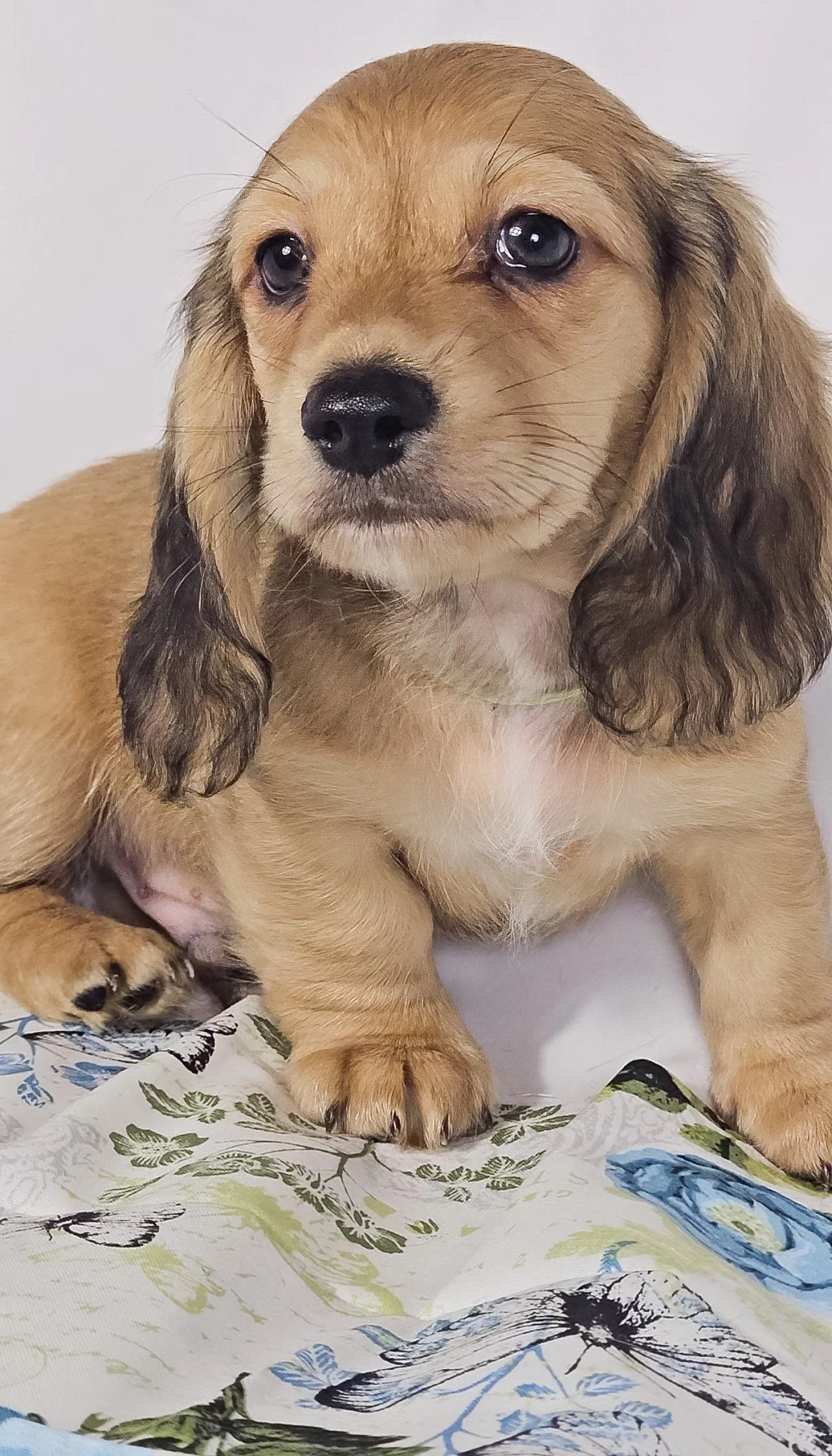 Pickles aka Tyson (RESERVED, longhaired boy)