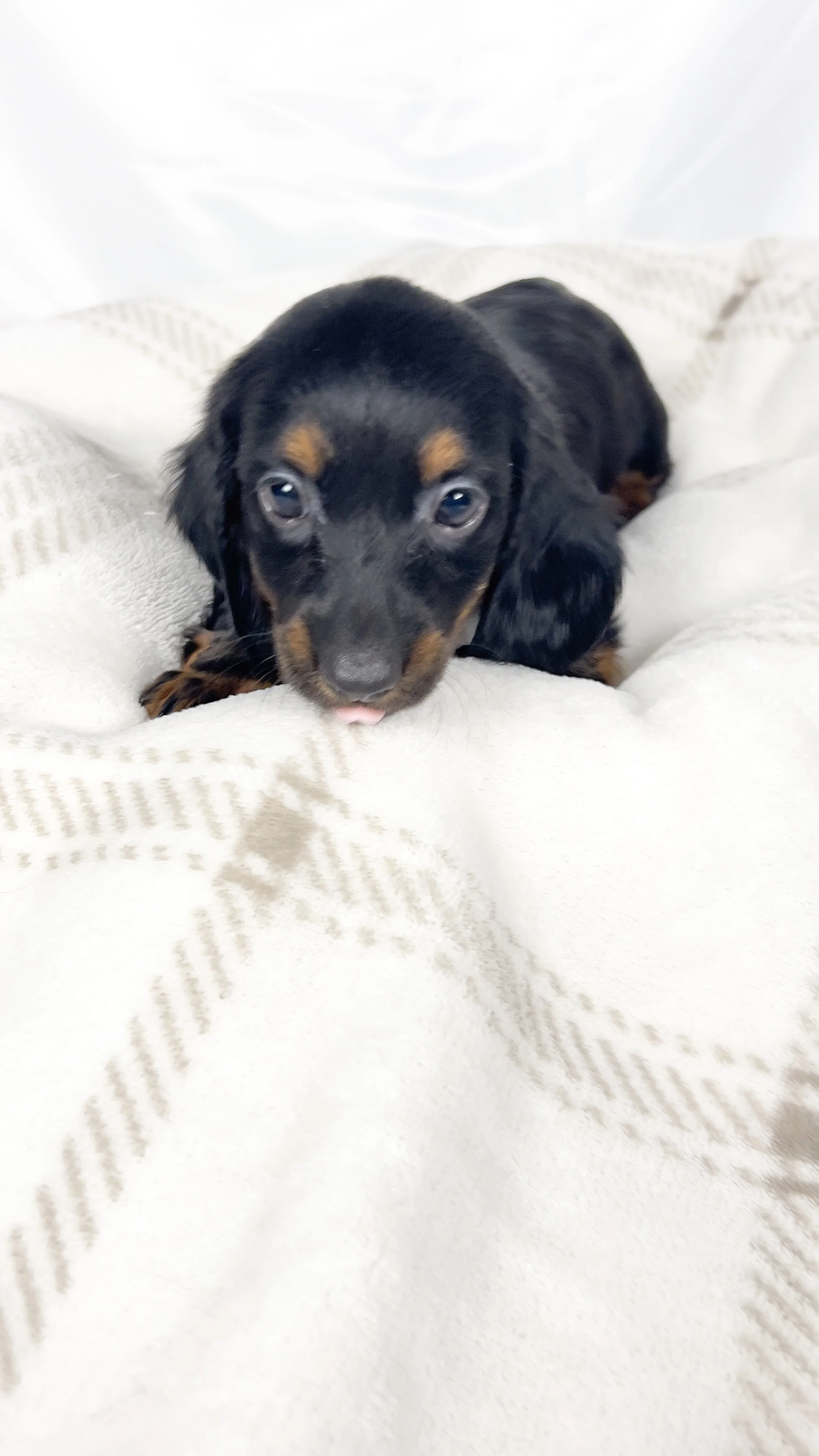 Brown sugar (RESERVED, longhaired boy)