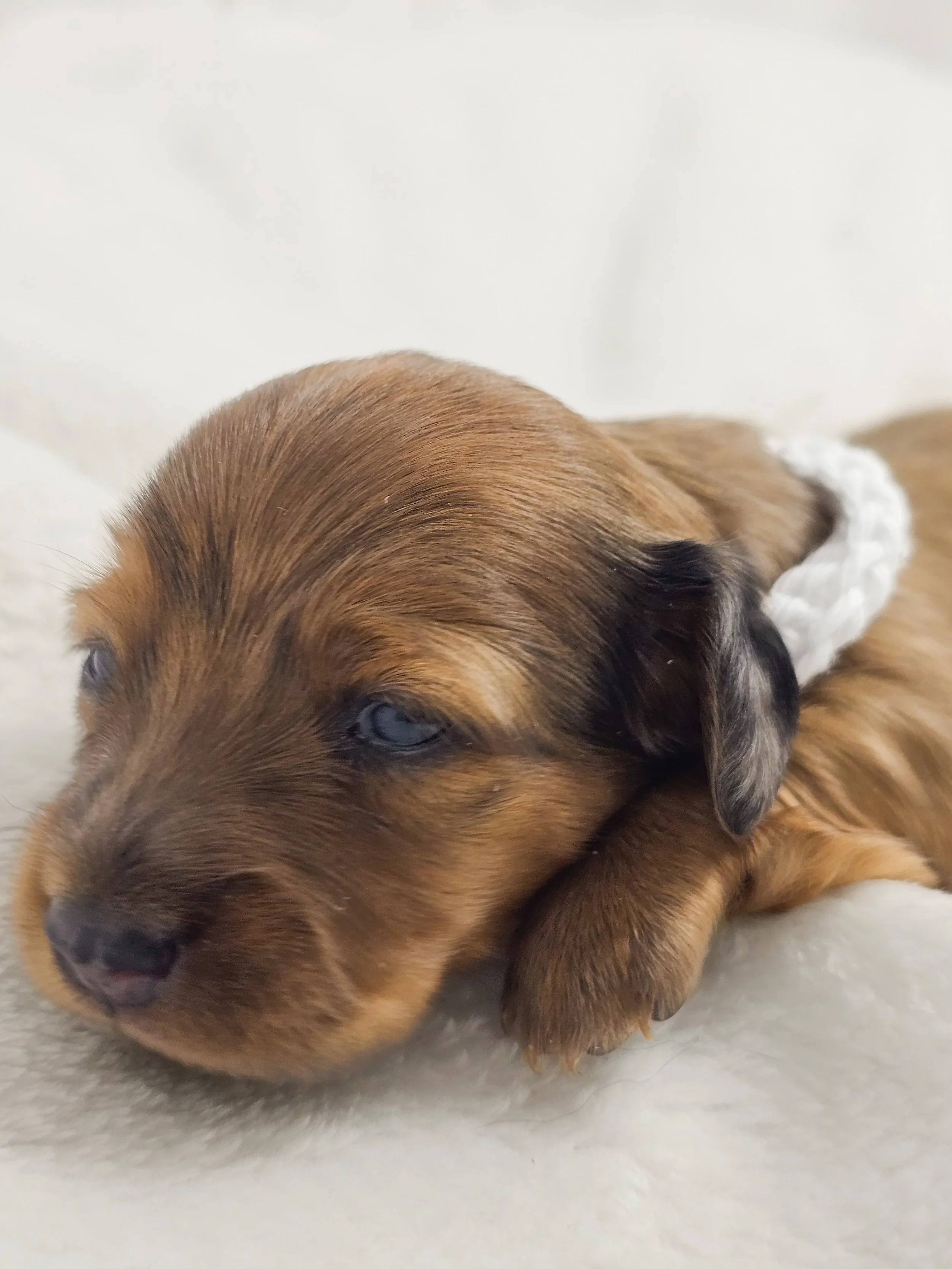 Sand (longhaired girl, $4000 with a $500 deposit towards total)