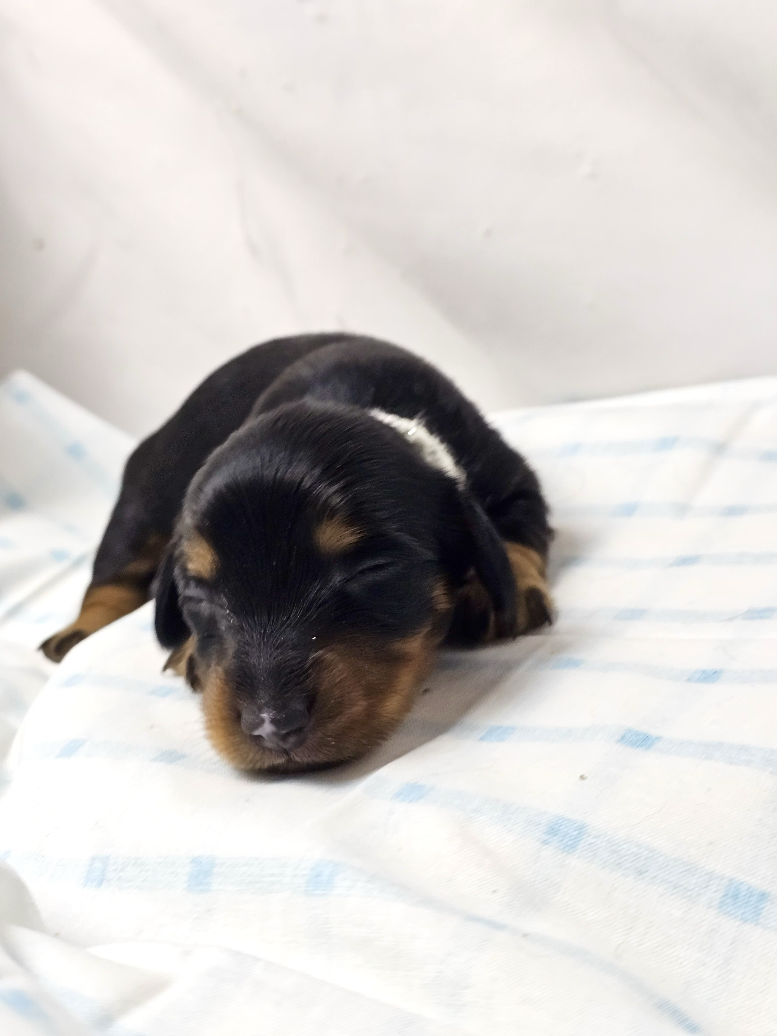 Butterfinger (longhaired boy, $2500 with a $500 deposit towards total)