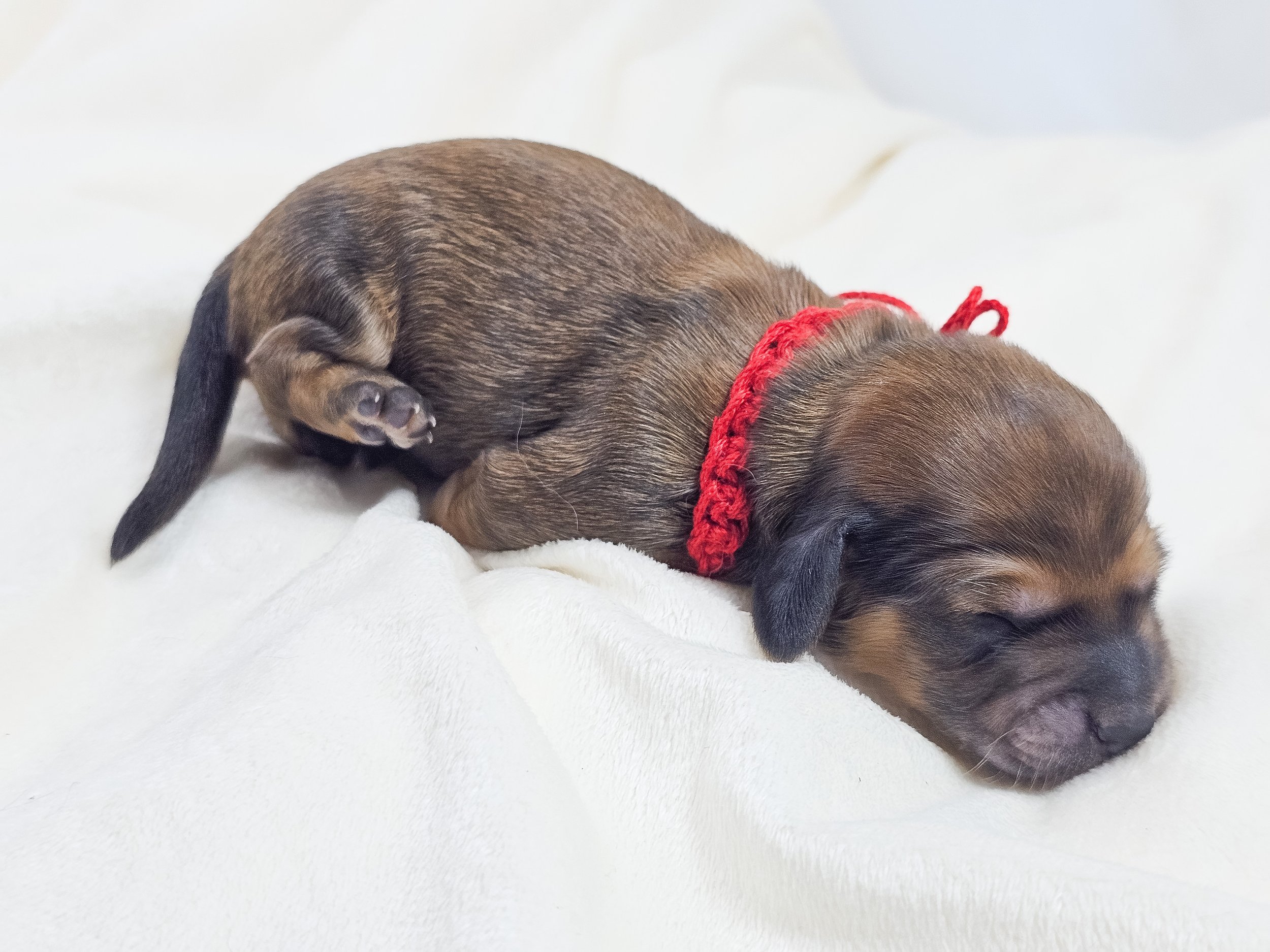 Patty (longhaired boy, $3300 with a $500 deposit towards total)