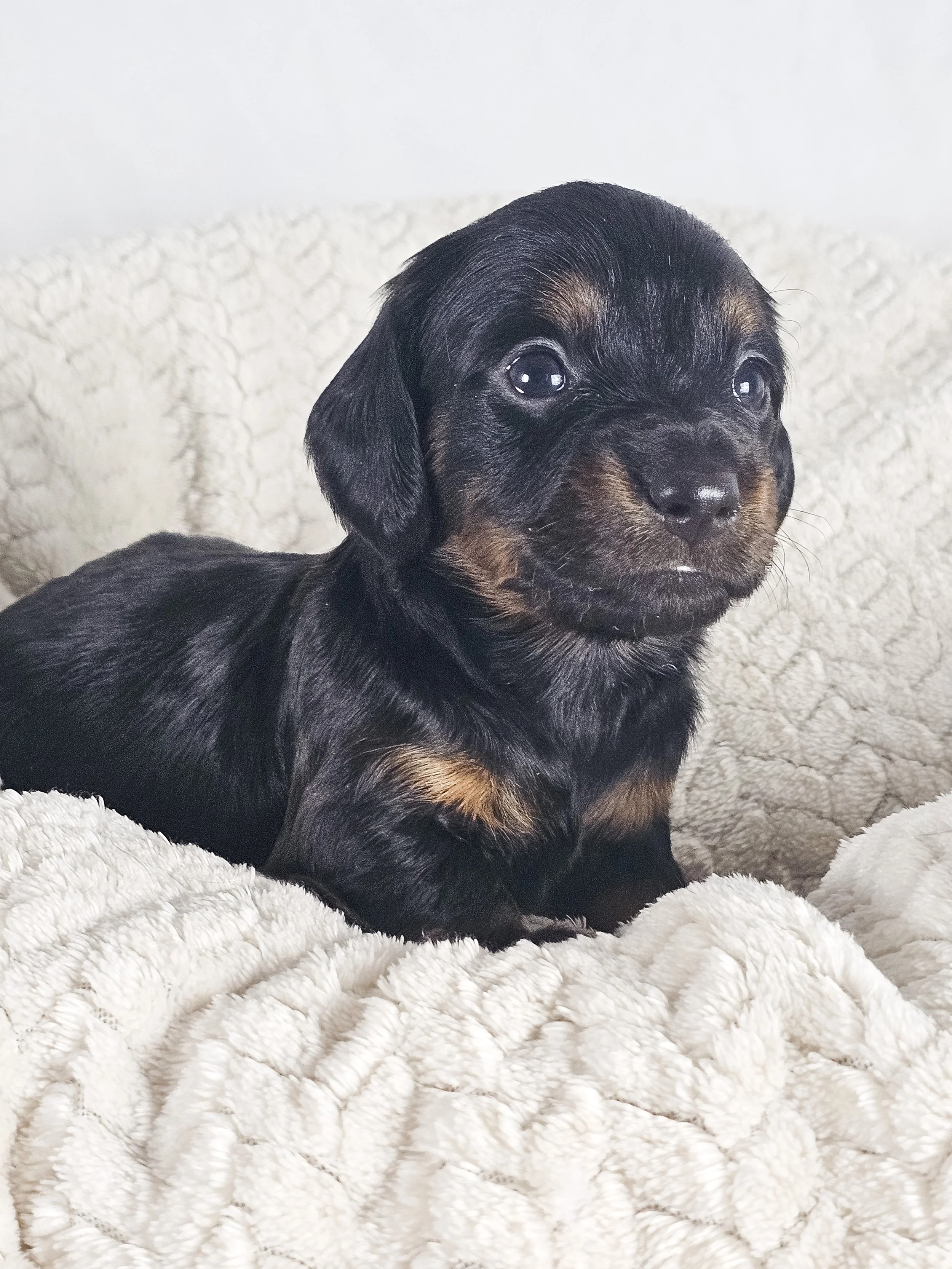 Brown sugar (longhaired boy, $2000 with a $500 deposit towards total)