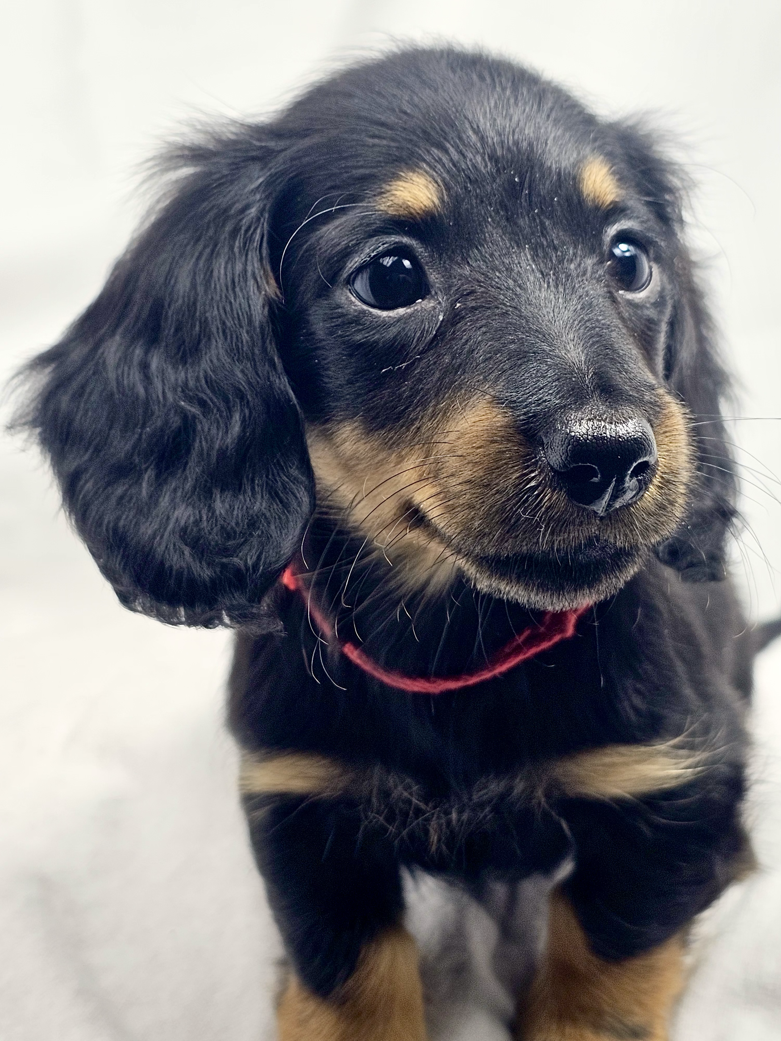 Jelly aka Danni (RESERVED, longhaired girl)