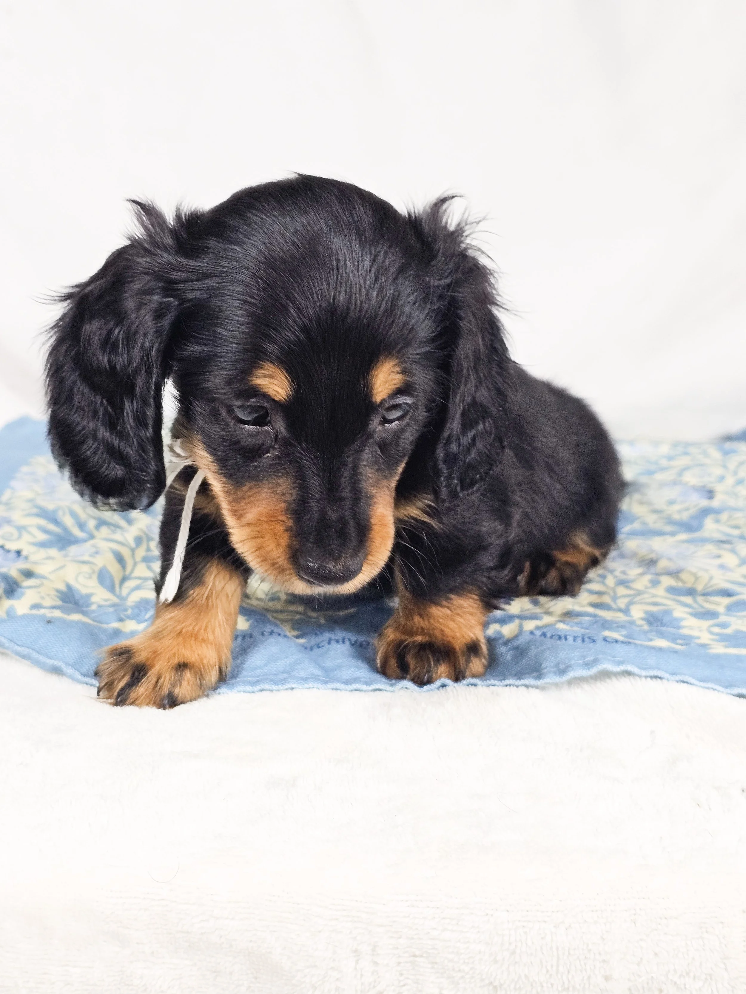 Dill pickle aka Arlo (RESERVED, longhaired boy)