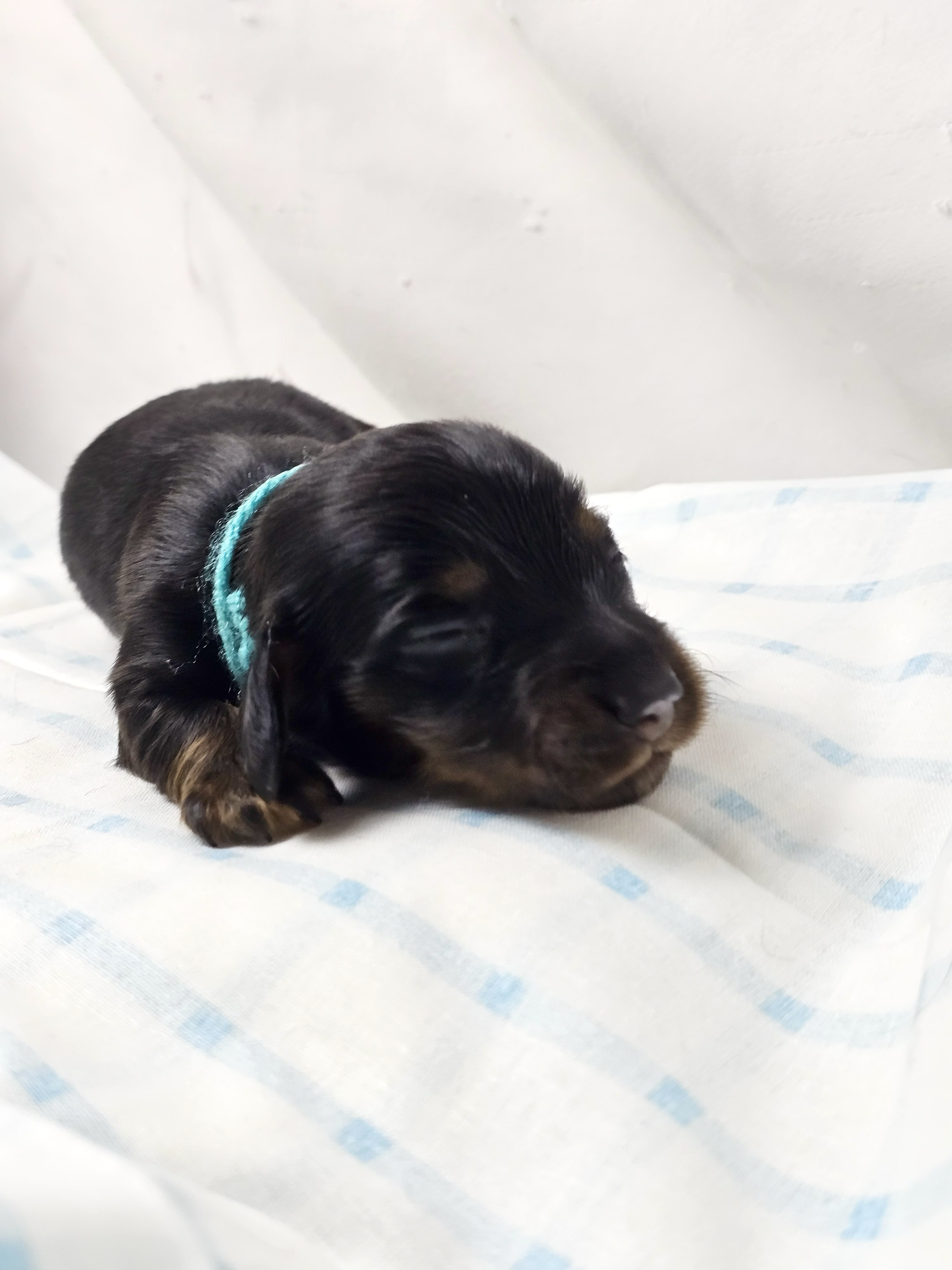 Jolly Rancher (longhaired boy, $2500 with a $500 deposit towards total)