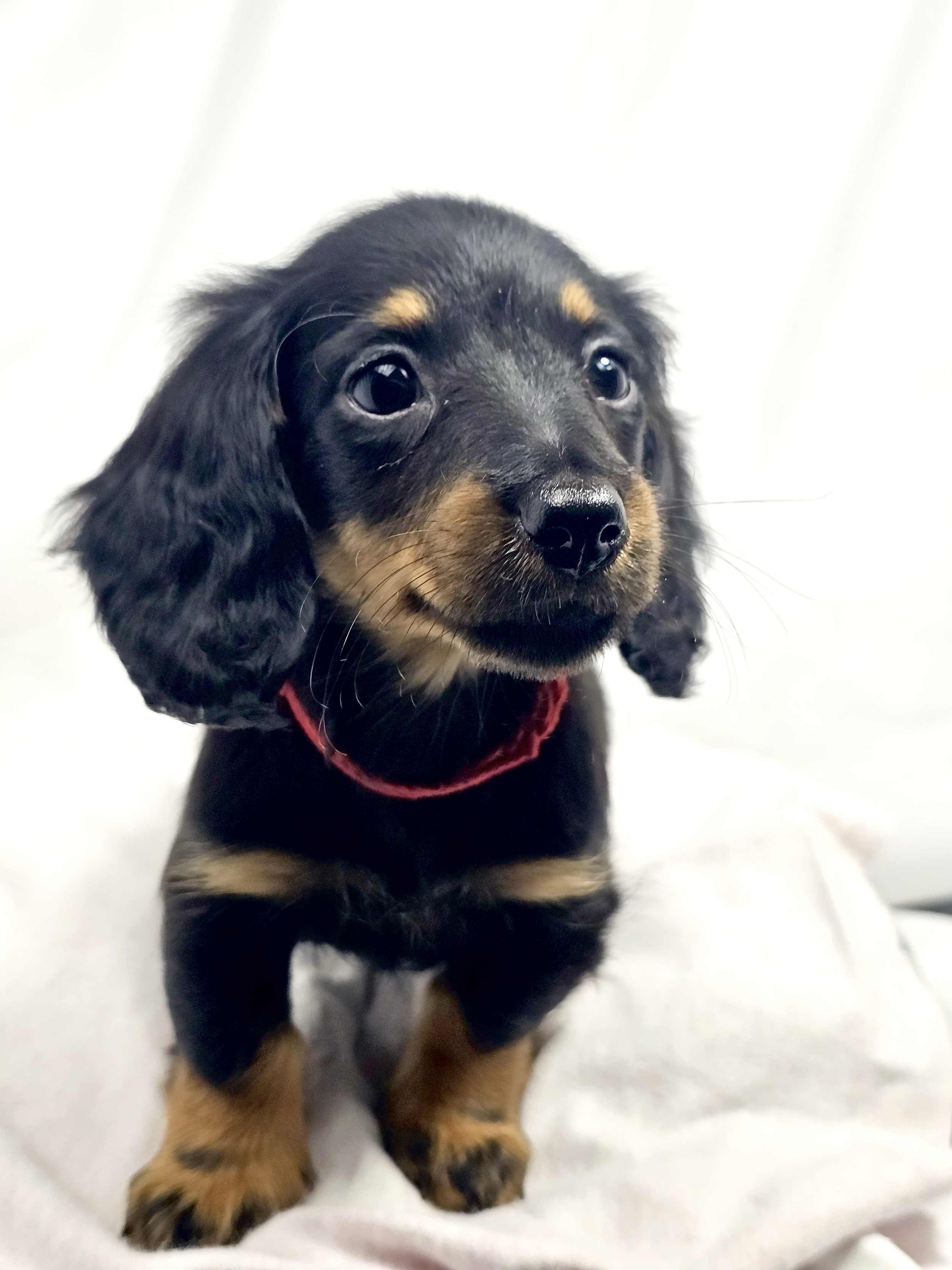 Jelly aka Danni (RESERVED, longhaired girl)