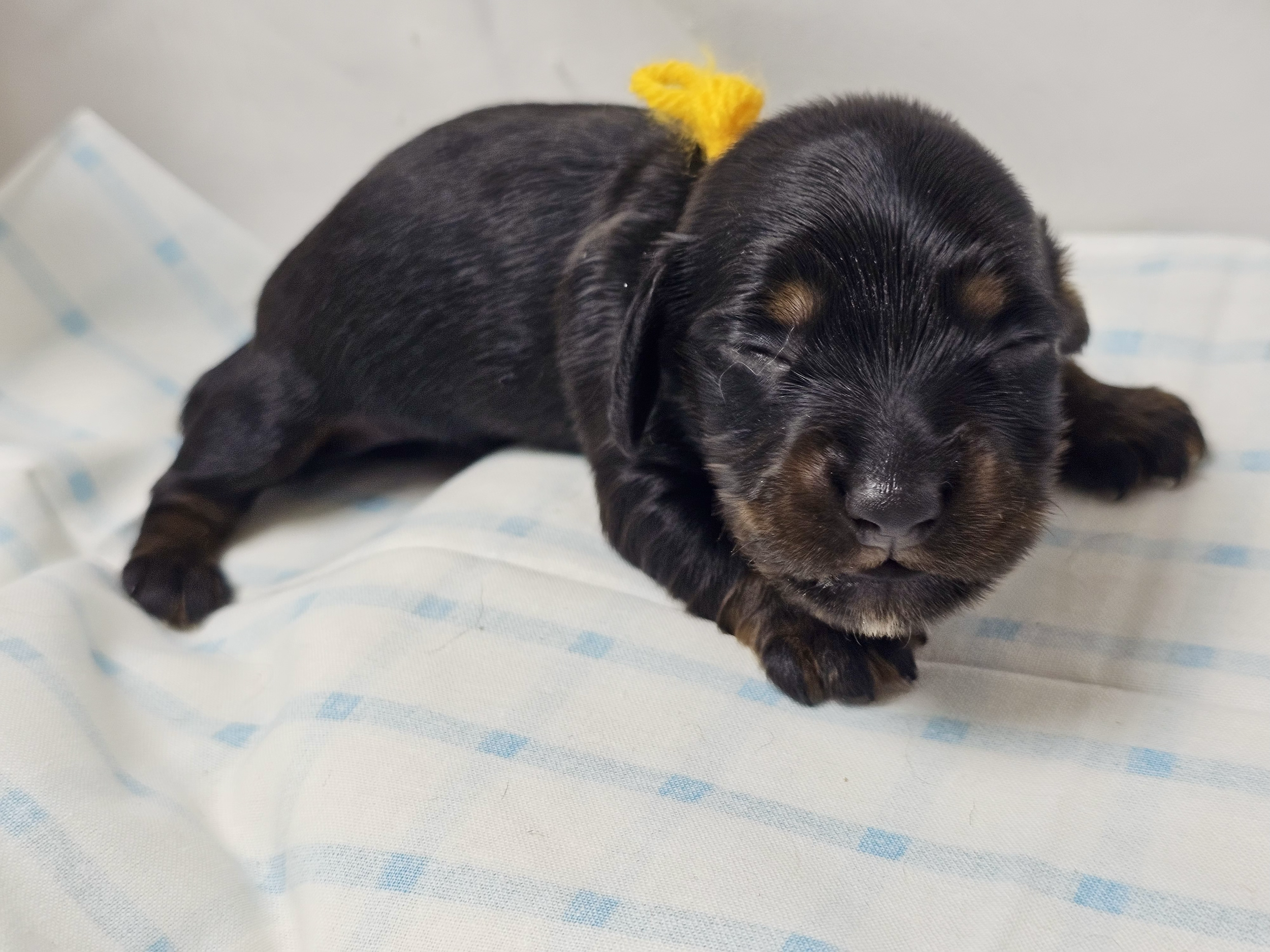 Twix (longhaired boy, $2500 with a $500 deposit towards total)