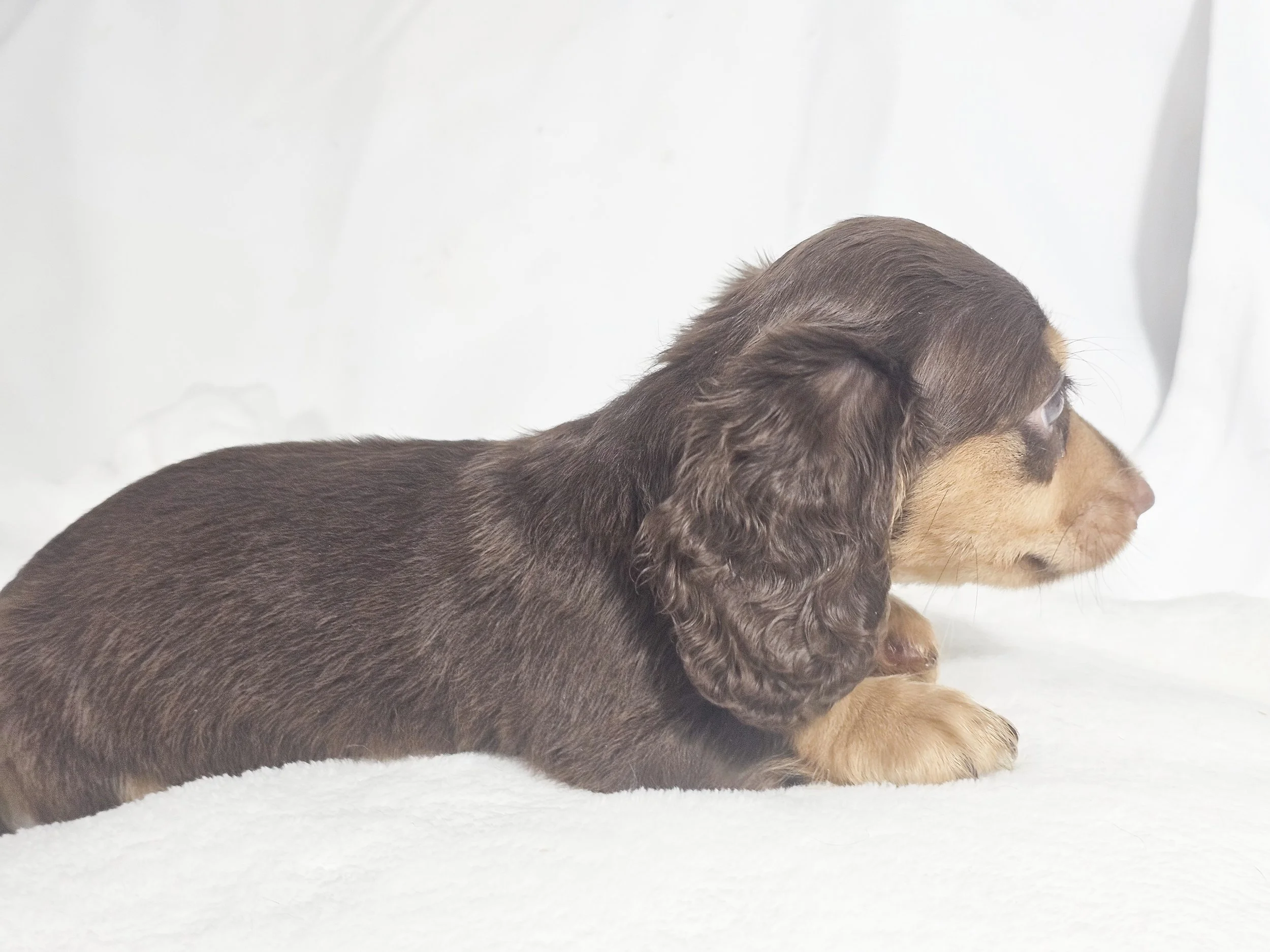 Twists HBBQ (RESERVED, longhaired boy)