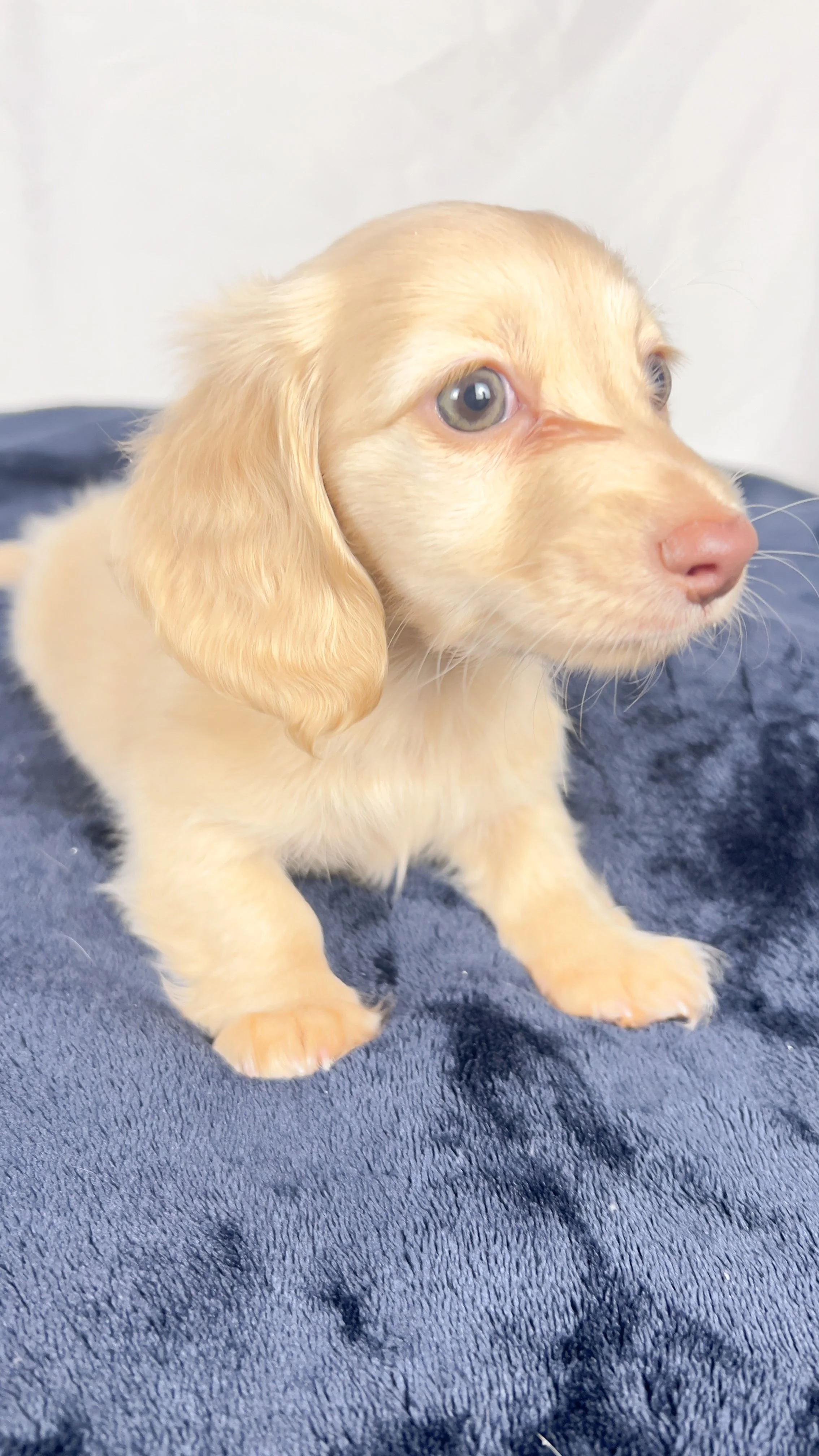 Vanilla (RESERVED, longhaired girl)