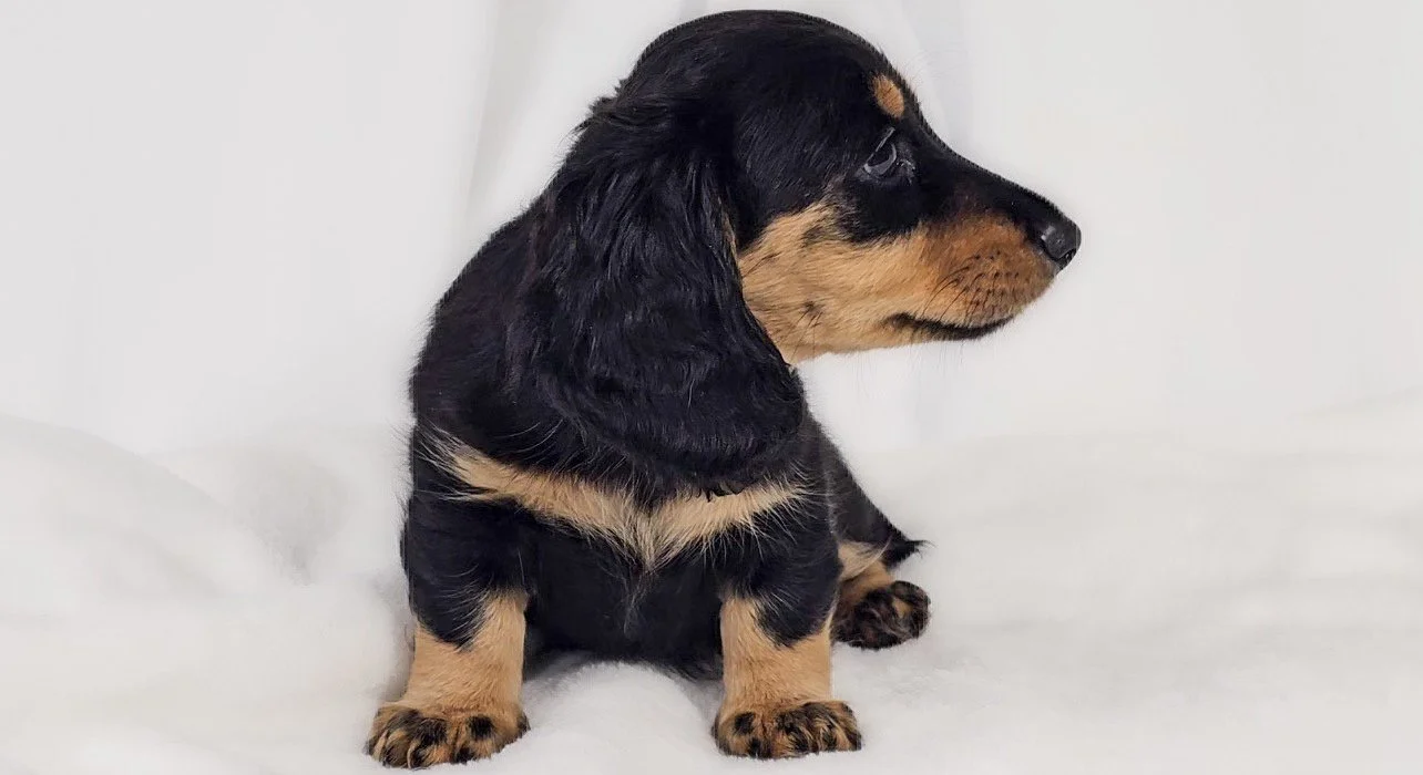 Shore aka Vienna (RESERVED, longhaired girl)