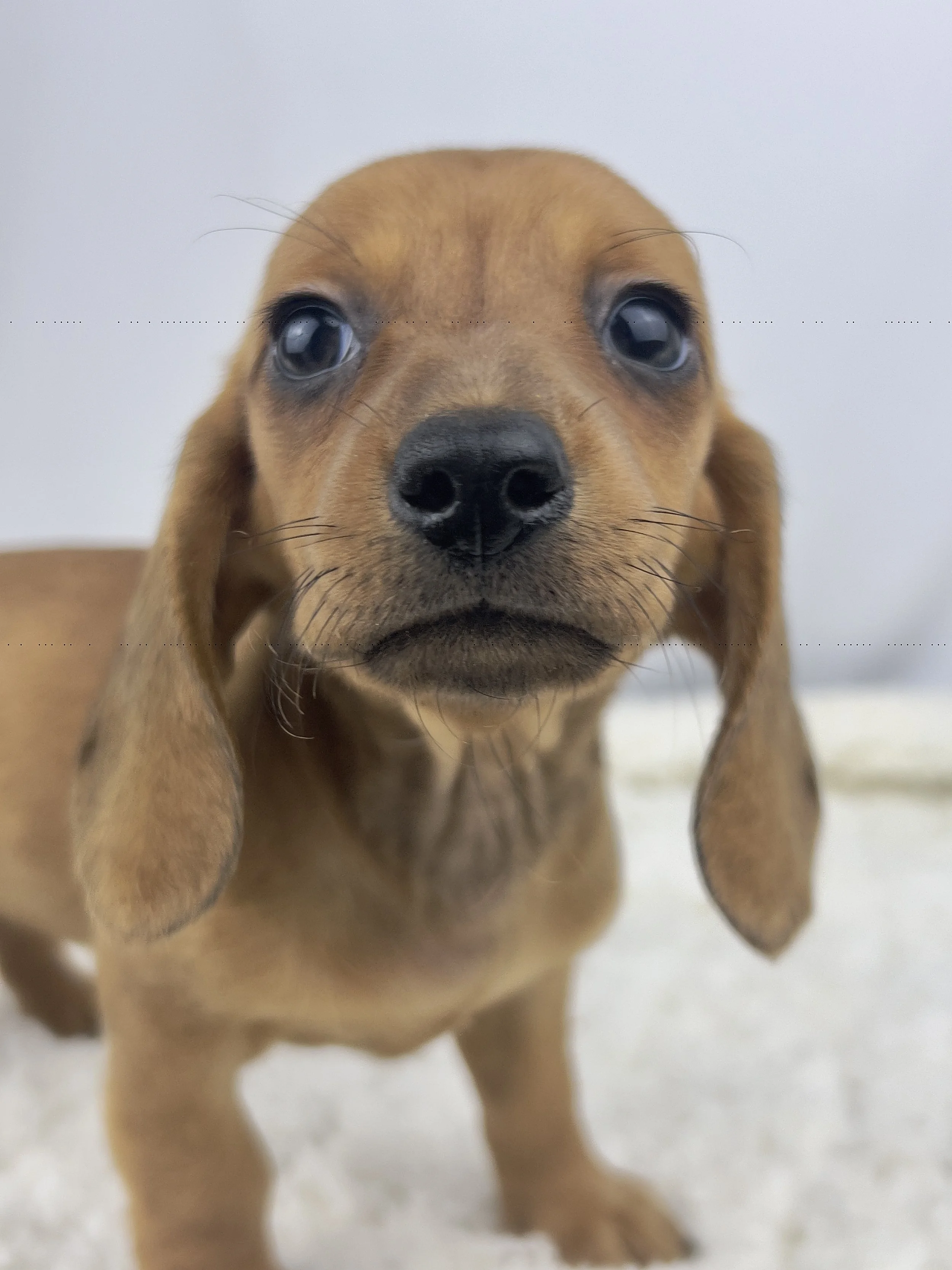 Apple Crisp (RESERVED, shorthaired girl)